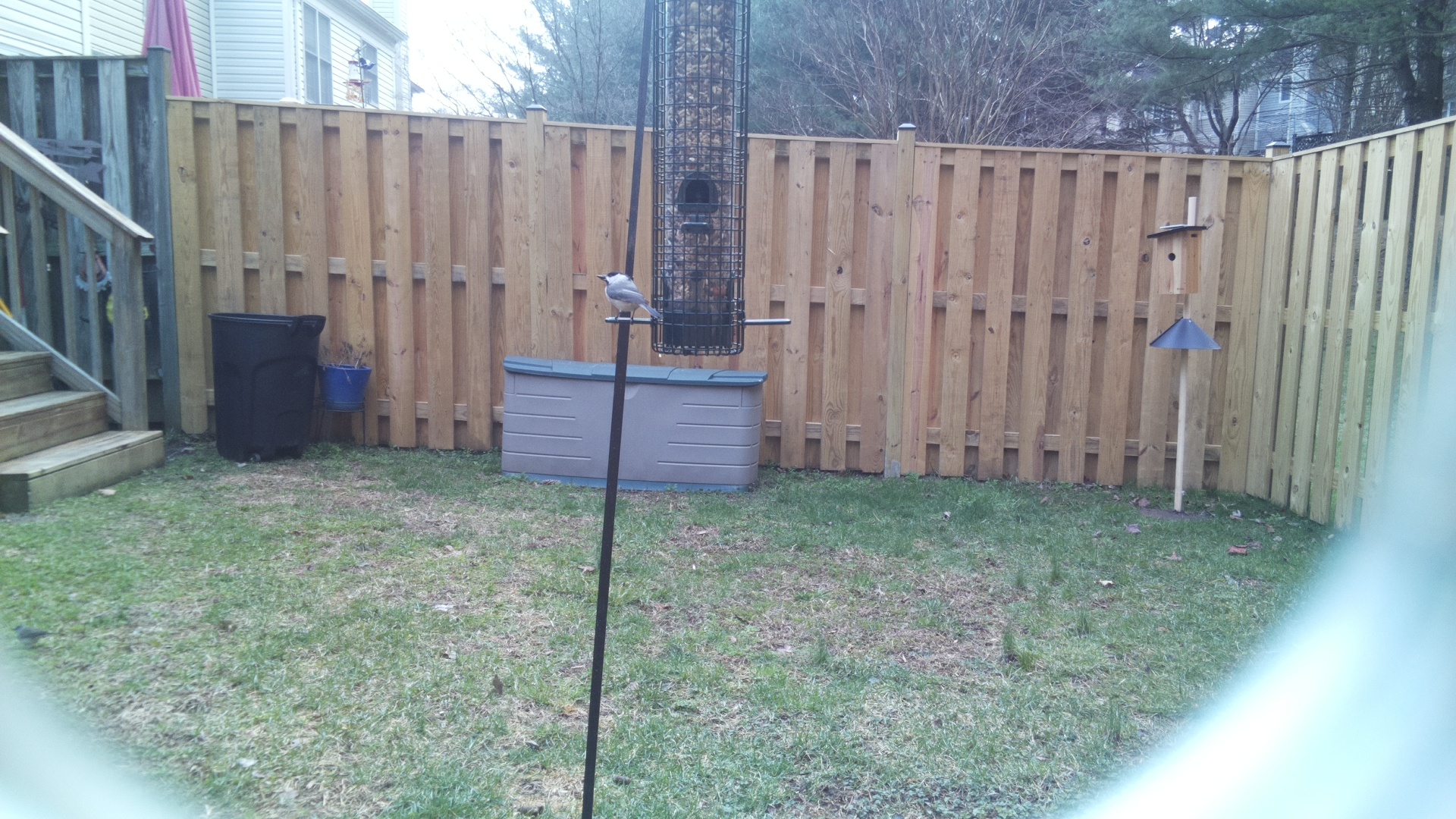 Black Breasted Puffbird