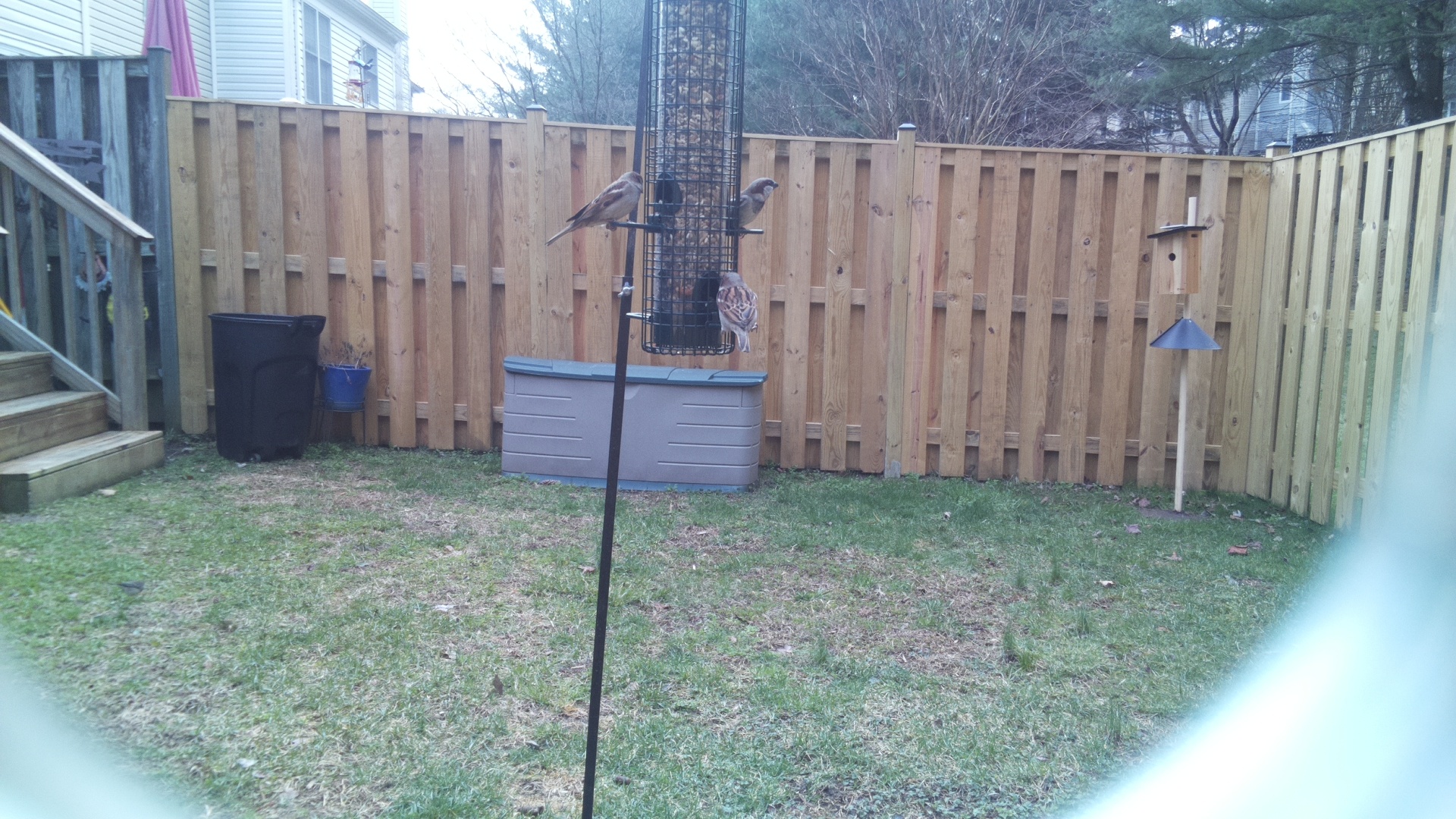 European Turtle Dove