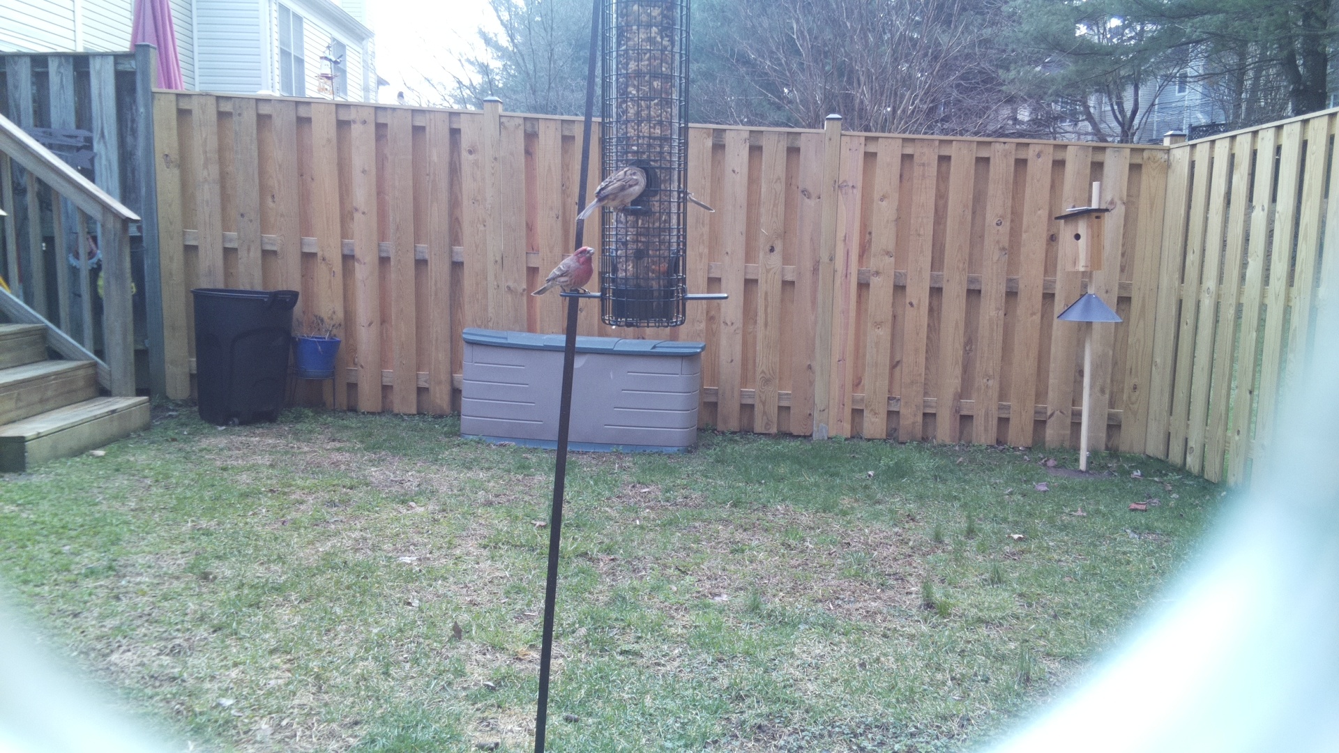 Rose Breasted Cockatoo