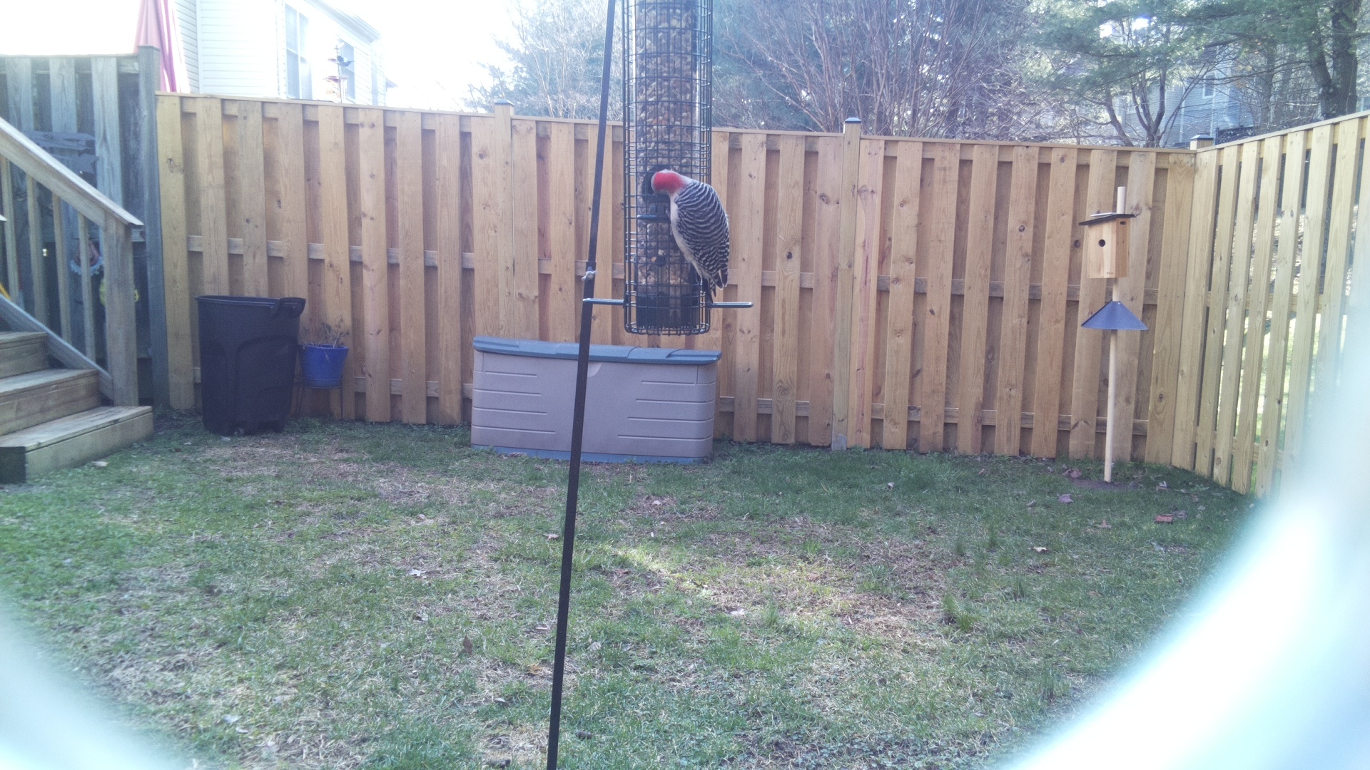 Red Headed Woodpecker