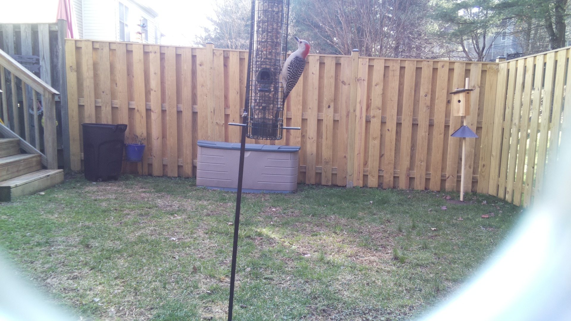 Red Headed Woodpecker