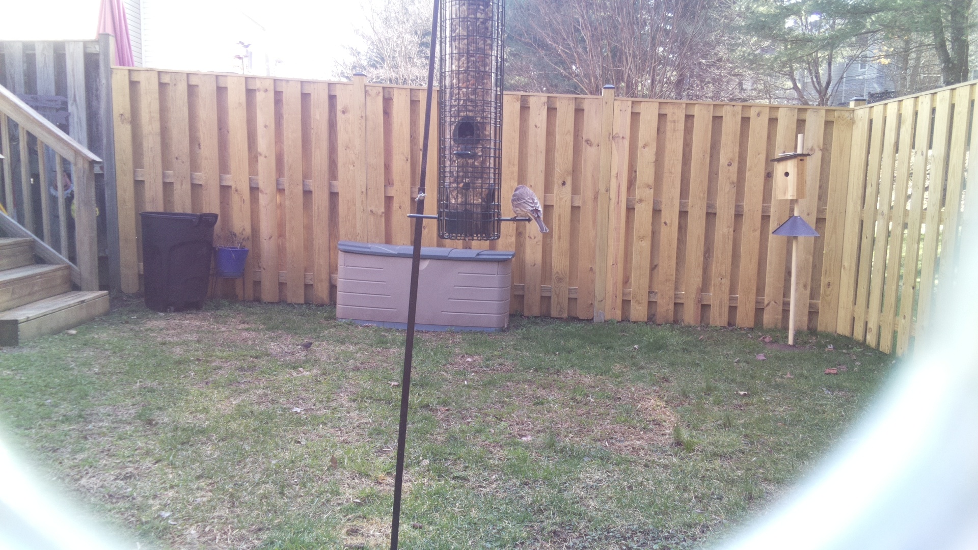 Rose Breasted Cockatoo