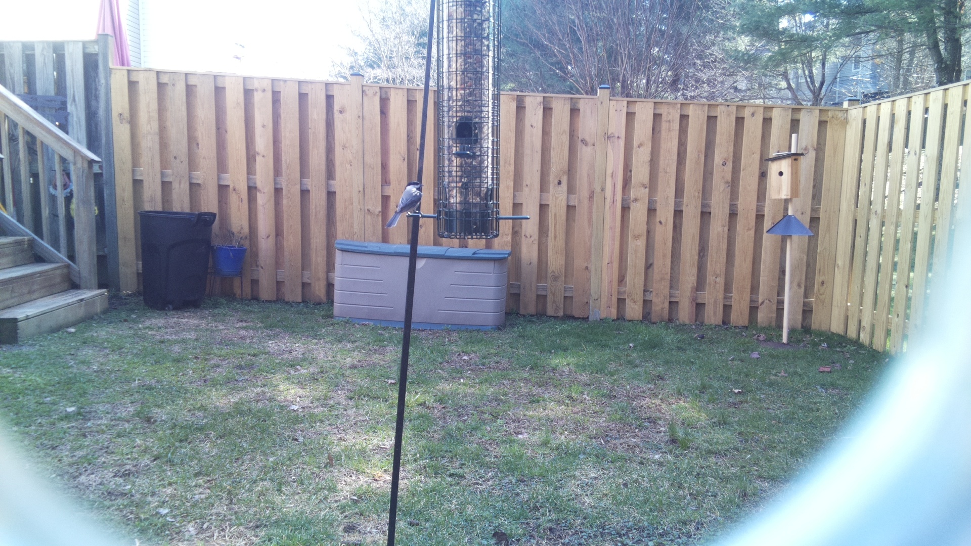 Black Breasted Puffbird