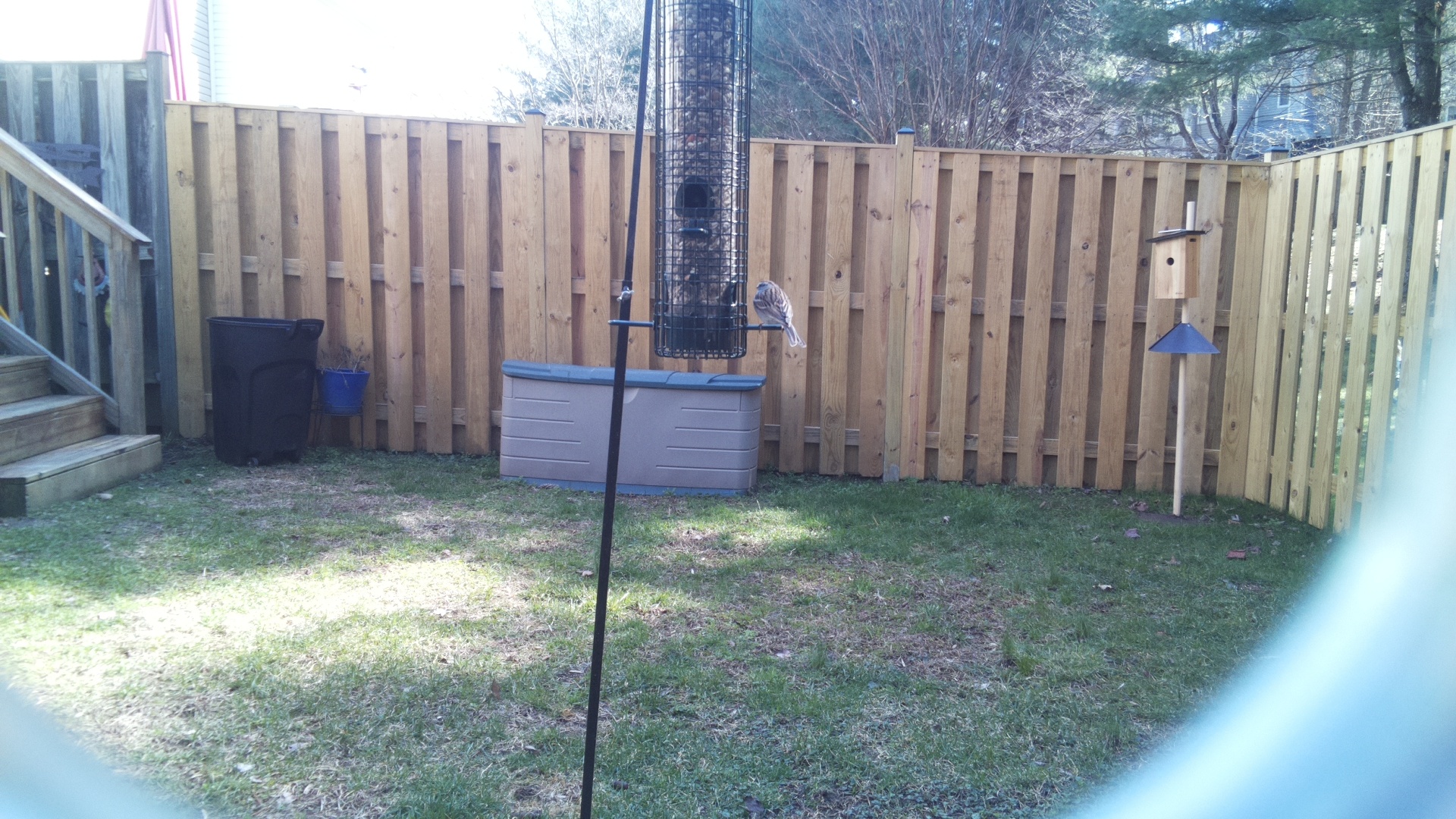 European Turtle Dove