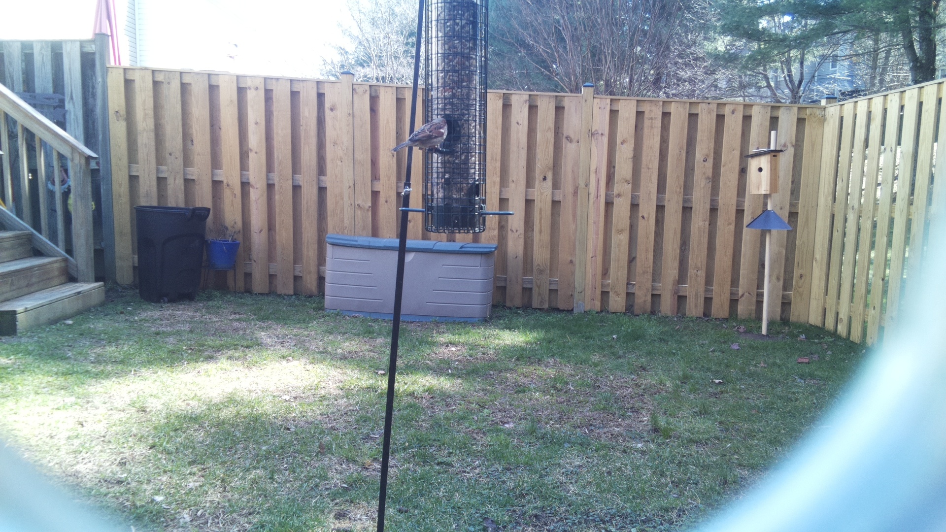 Chinese Bamboo Partridge