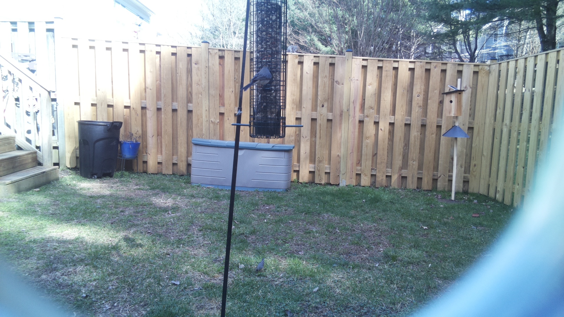 Blue Gray Gnatcatcher