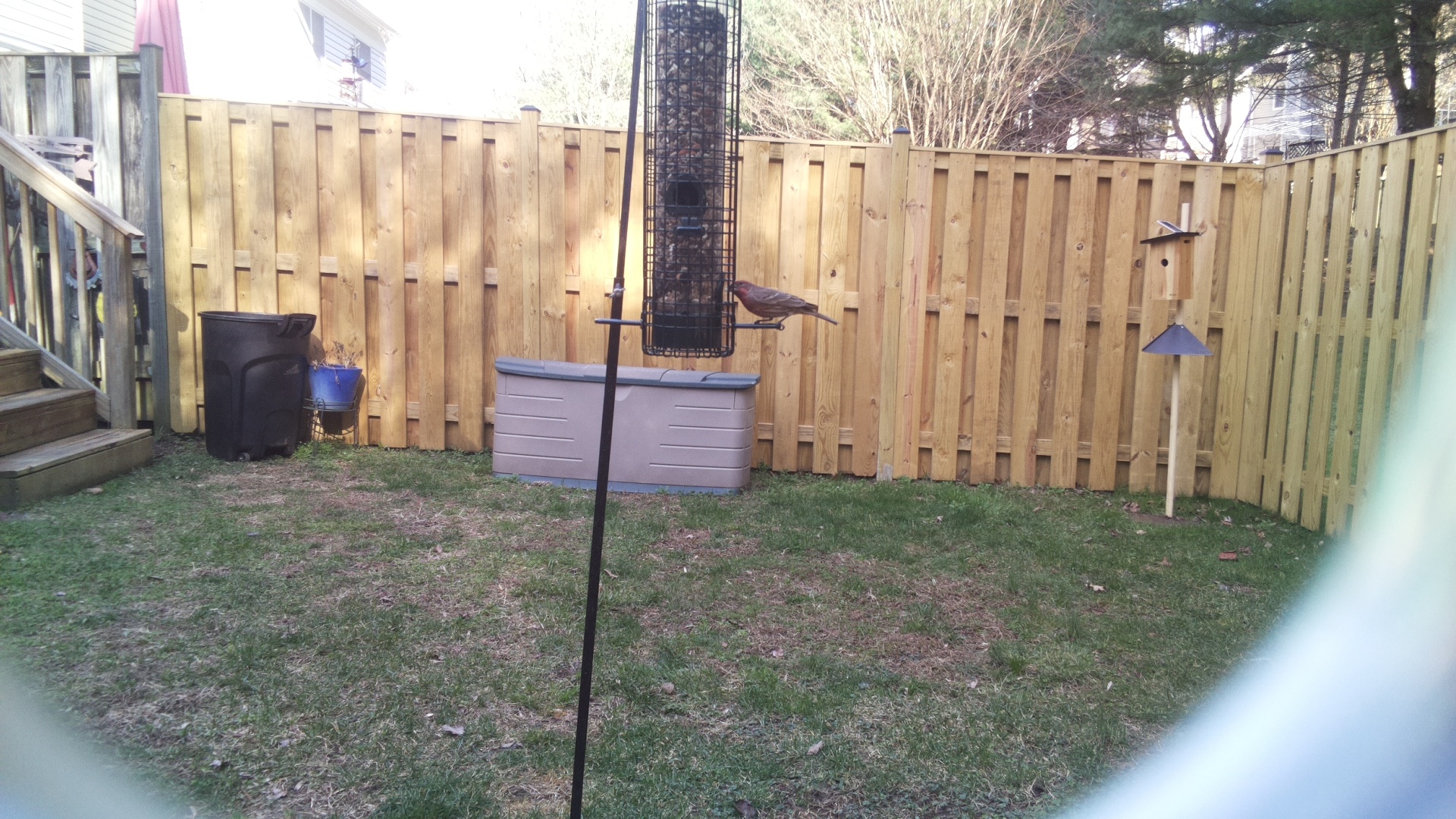 Brown Headed Cowbird