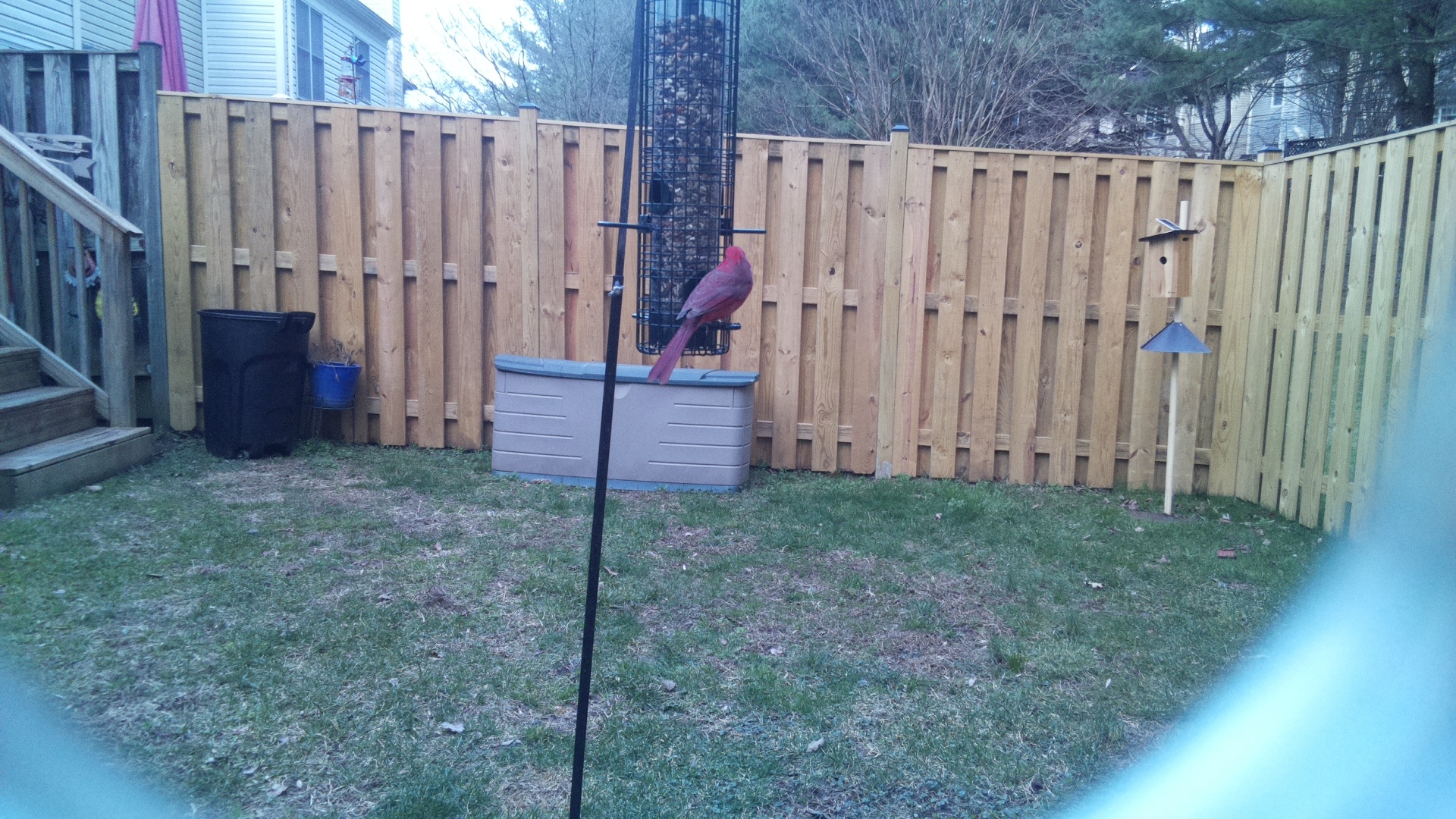 Rose Breasted Cockatoo