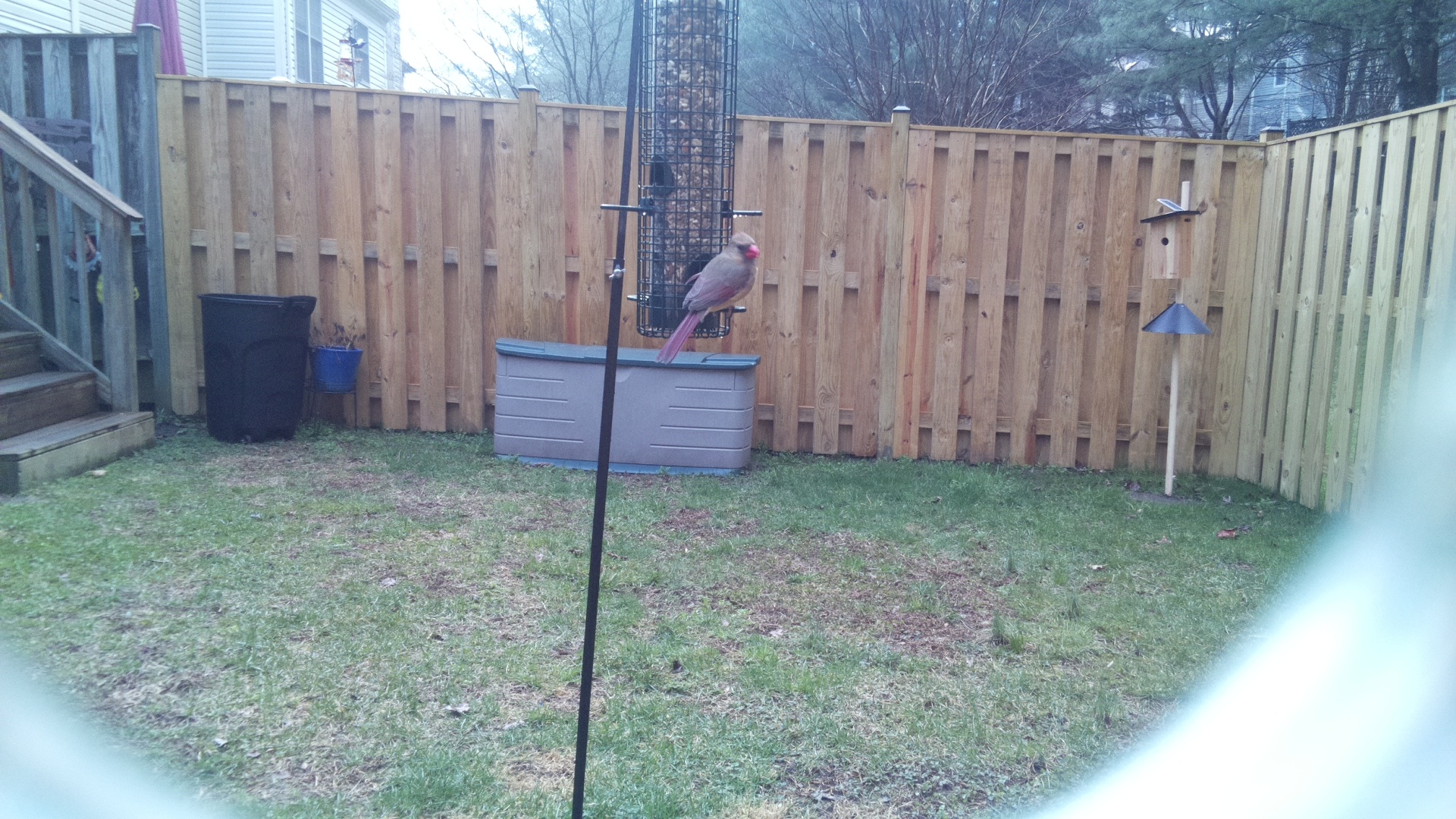 Northern Cardinal