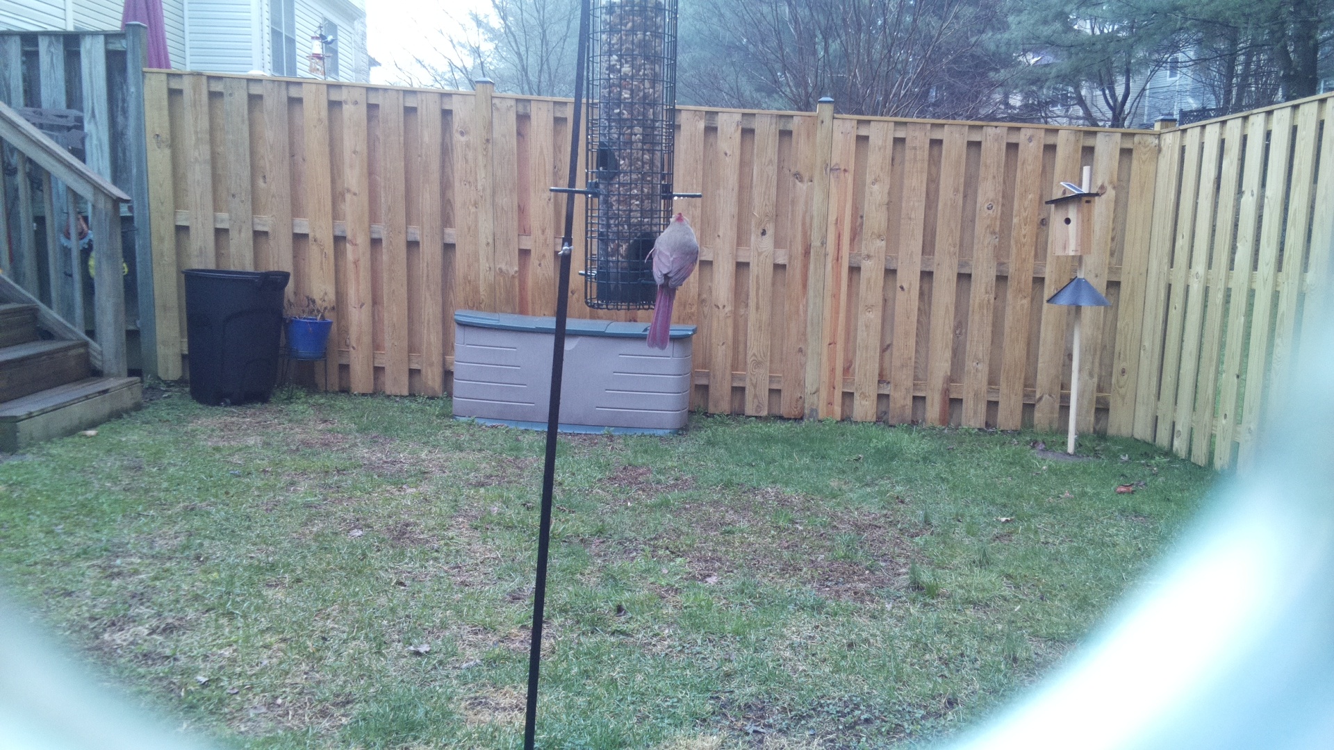 Rose Breasted Cockatoo