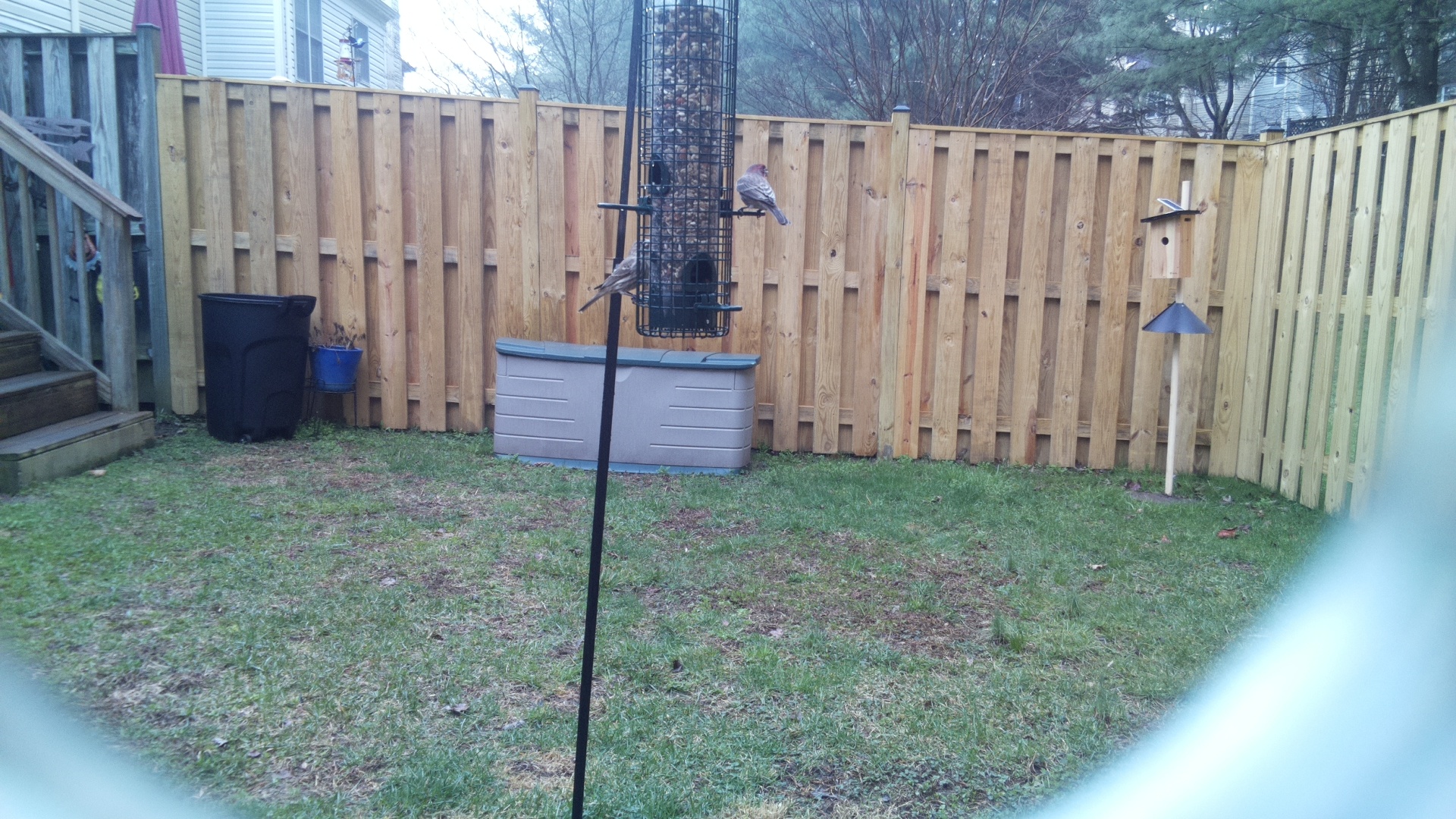 Rose Breasted Cockatoo