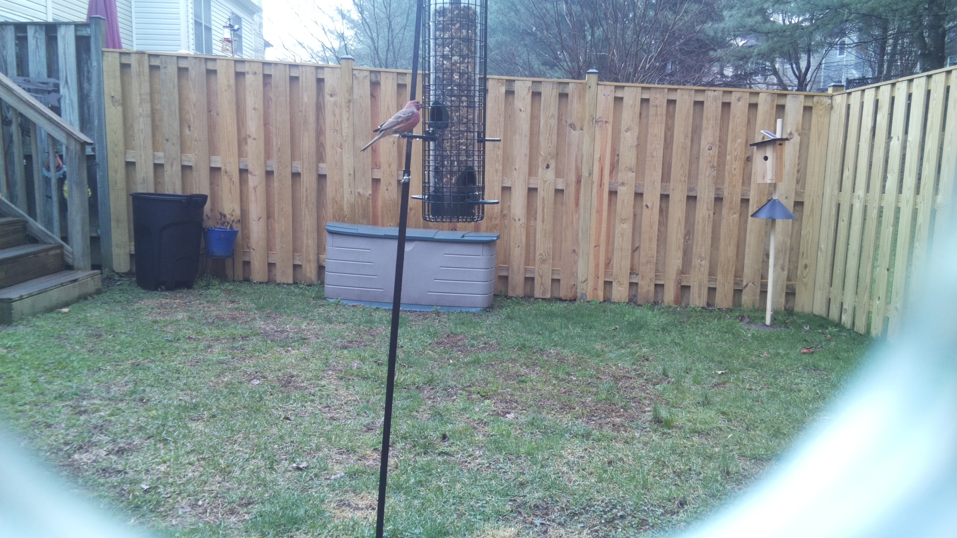 Rose Breasted Cockatoo