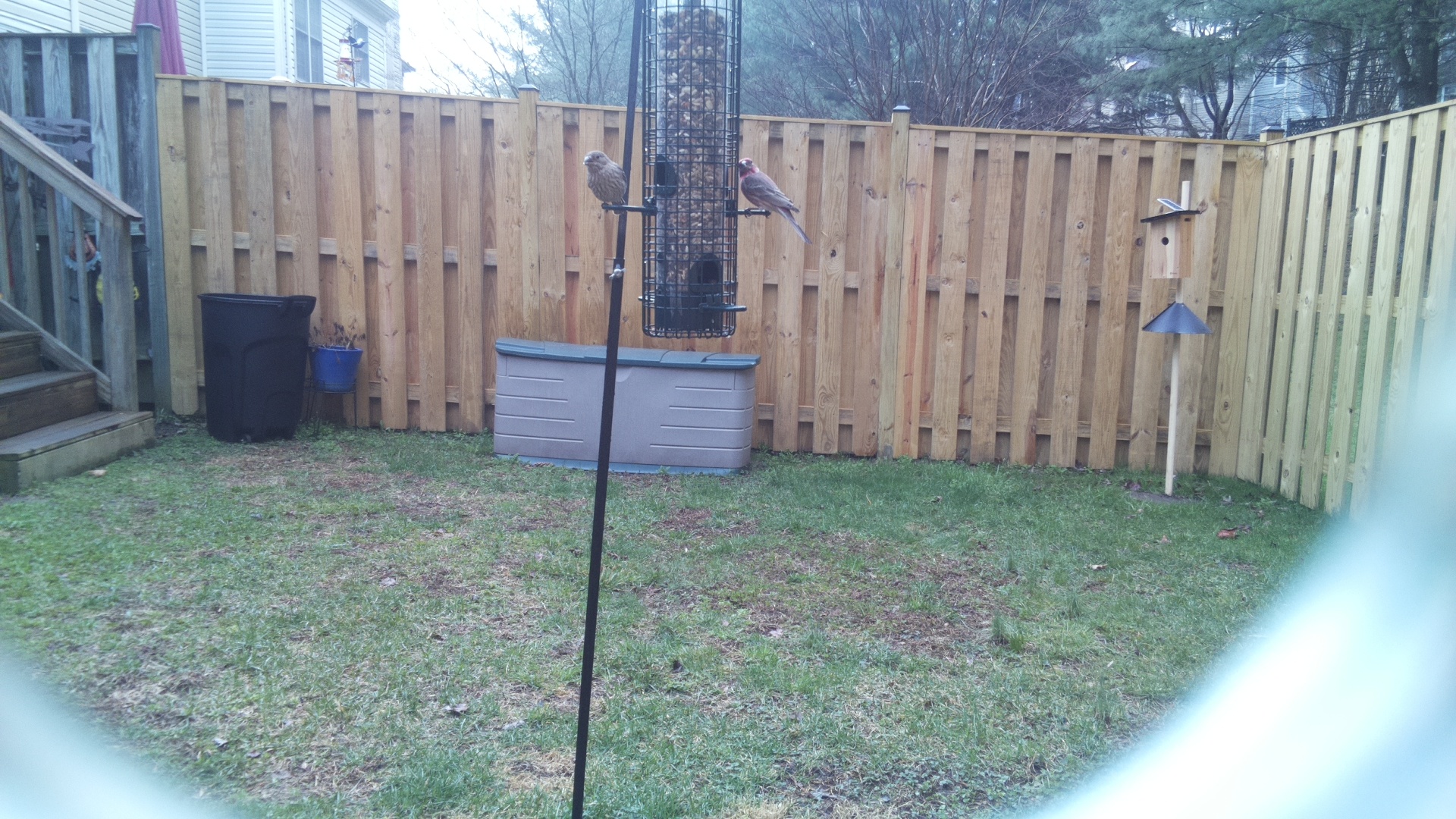 Rose Breasted Cockatoo