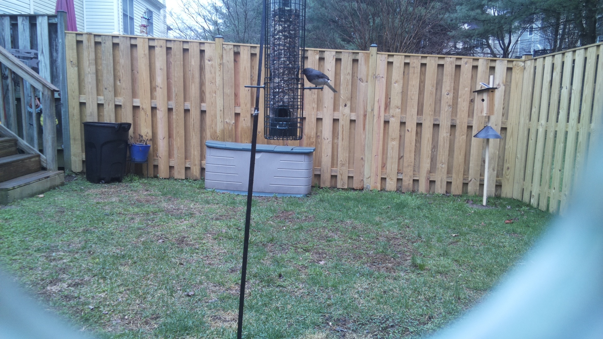 White Breasted Waterhen