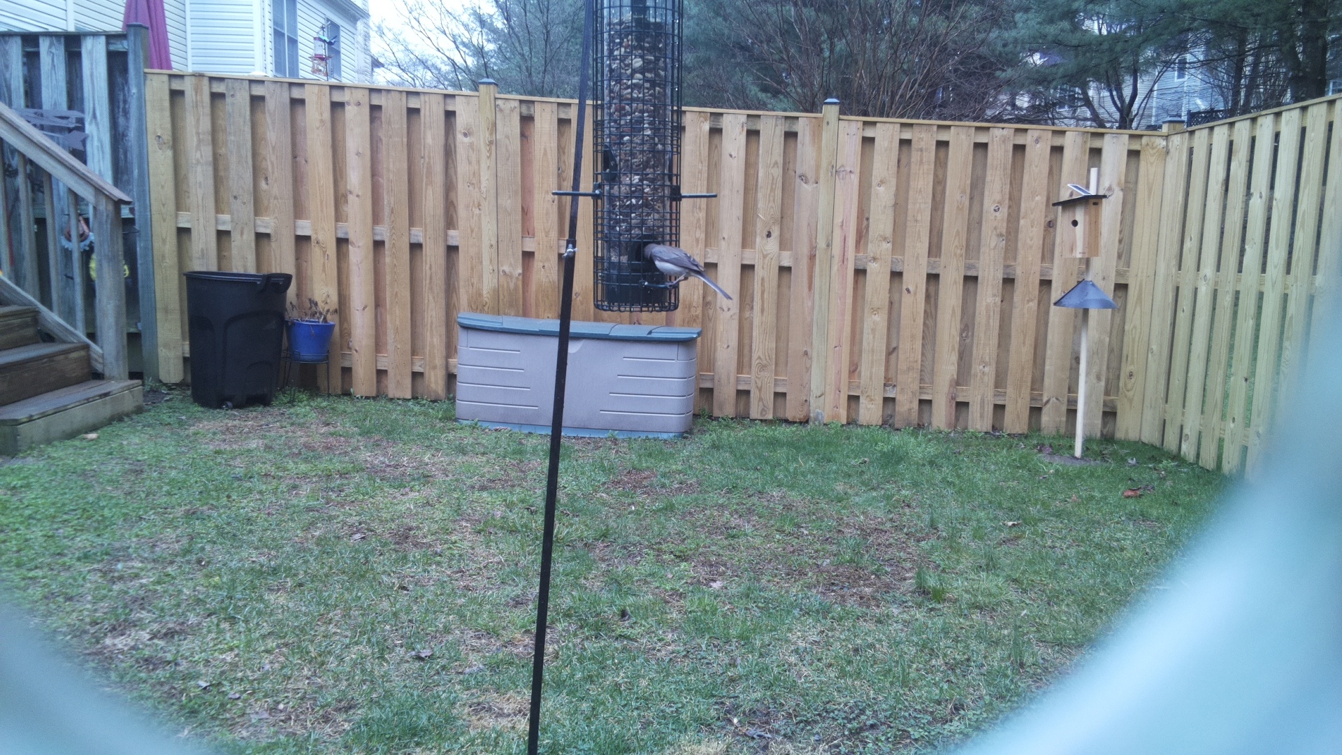 Blue Gray Gnatcatcher