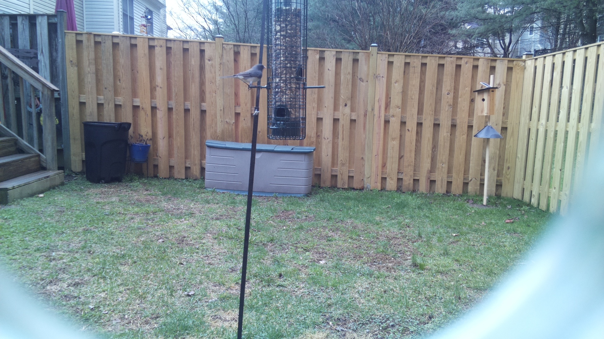 Blue Gray Gnatcatcher