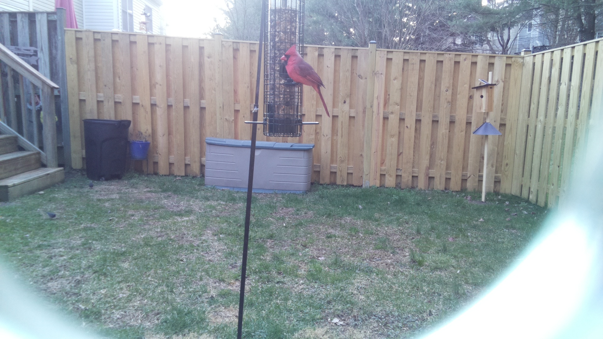 Northern Cardinal