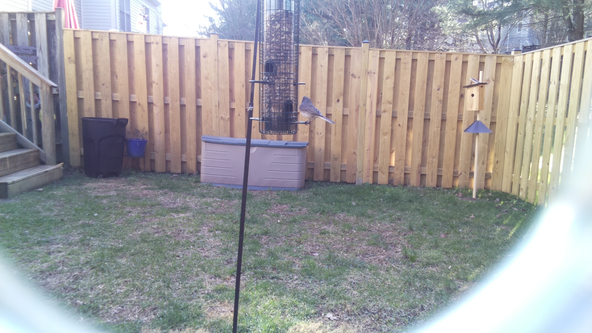 Blue Gray Gnatcatcher