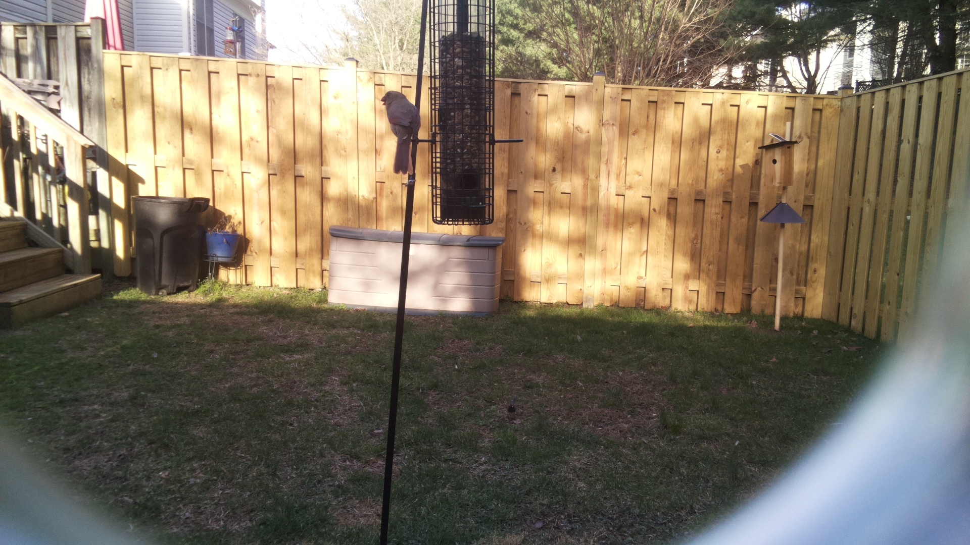 White Cheeked Turaco