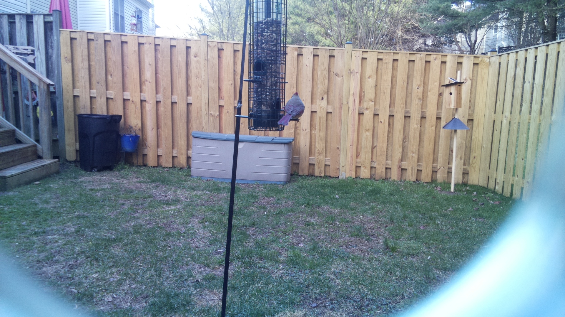 Rose Breasted Cockatoo