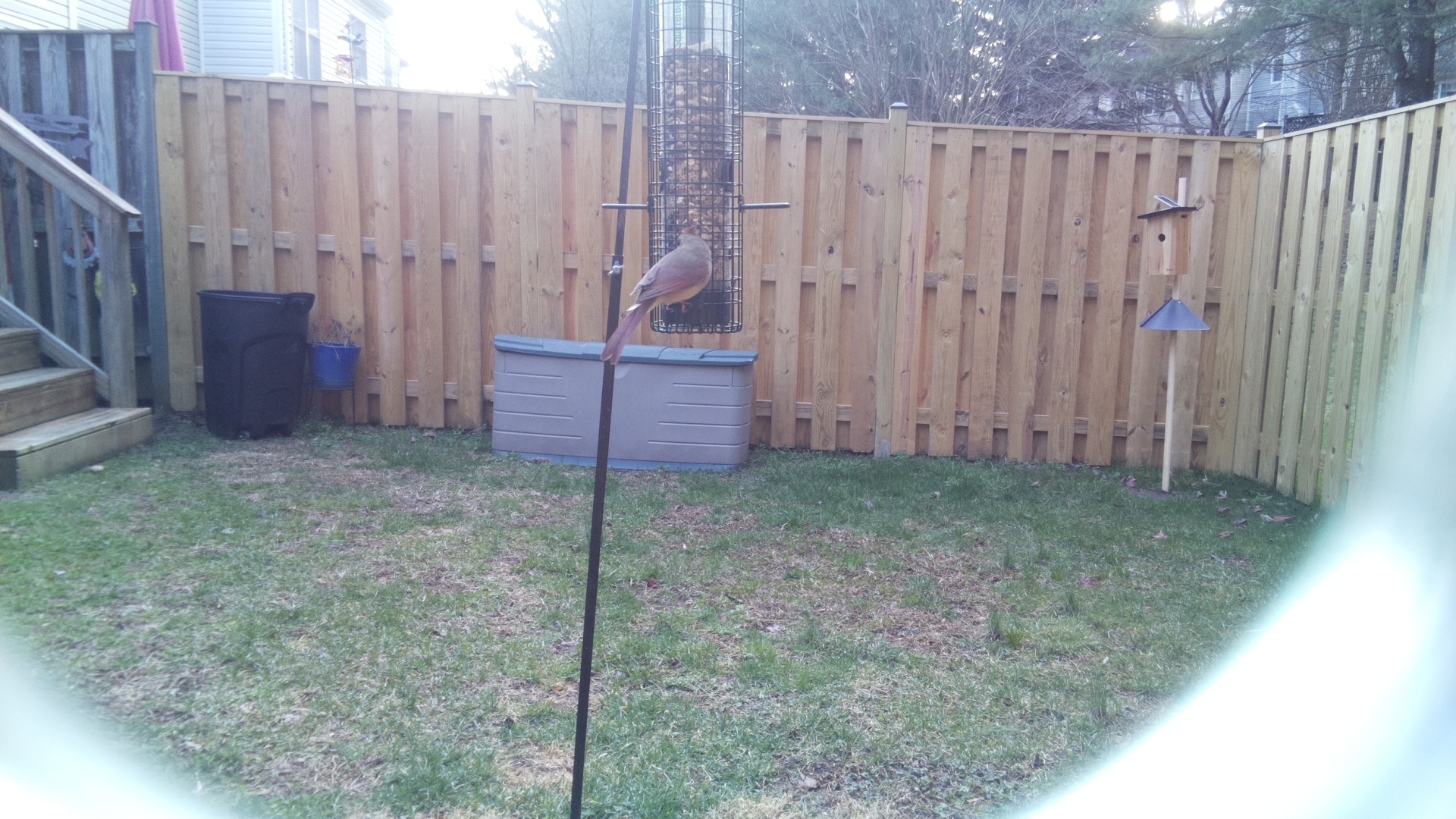 Rose Breasted Cockatoo