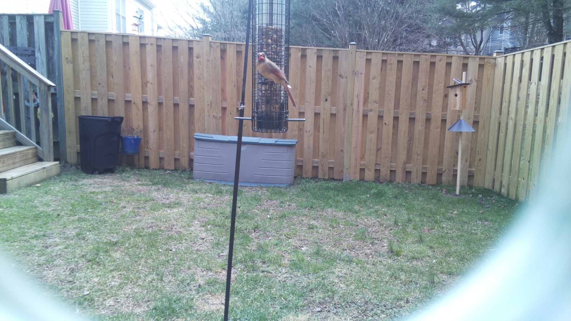 Scarlet Faced Liocichla