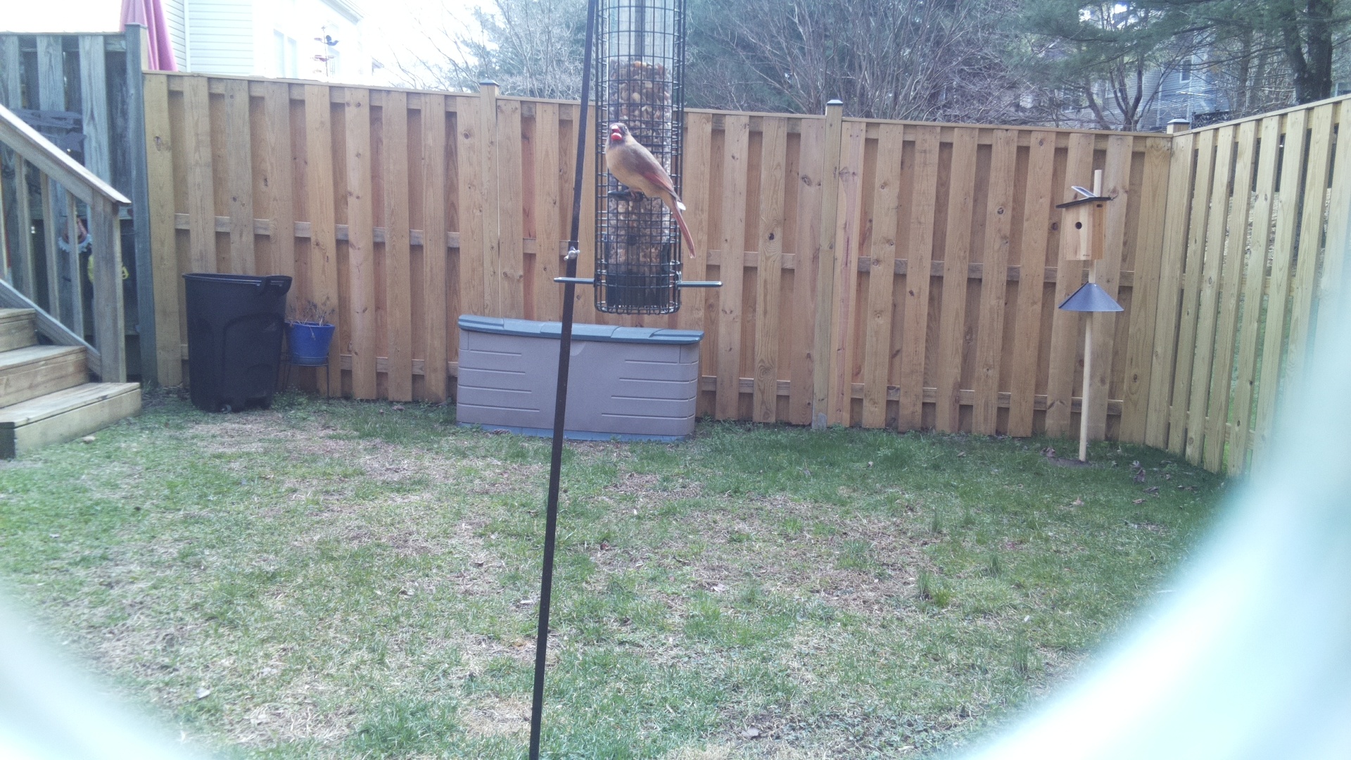 Scarlet Faced Liocichla