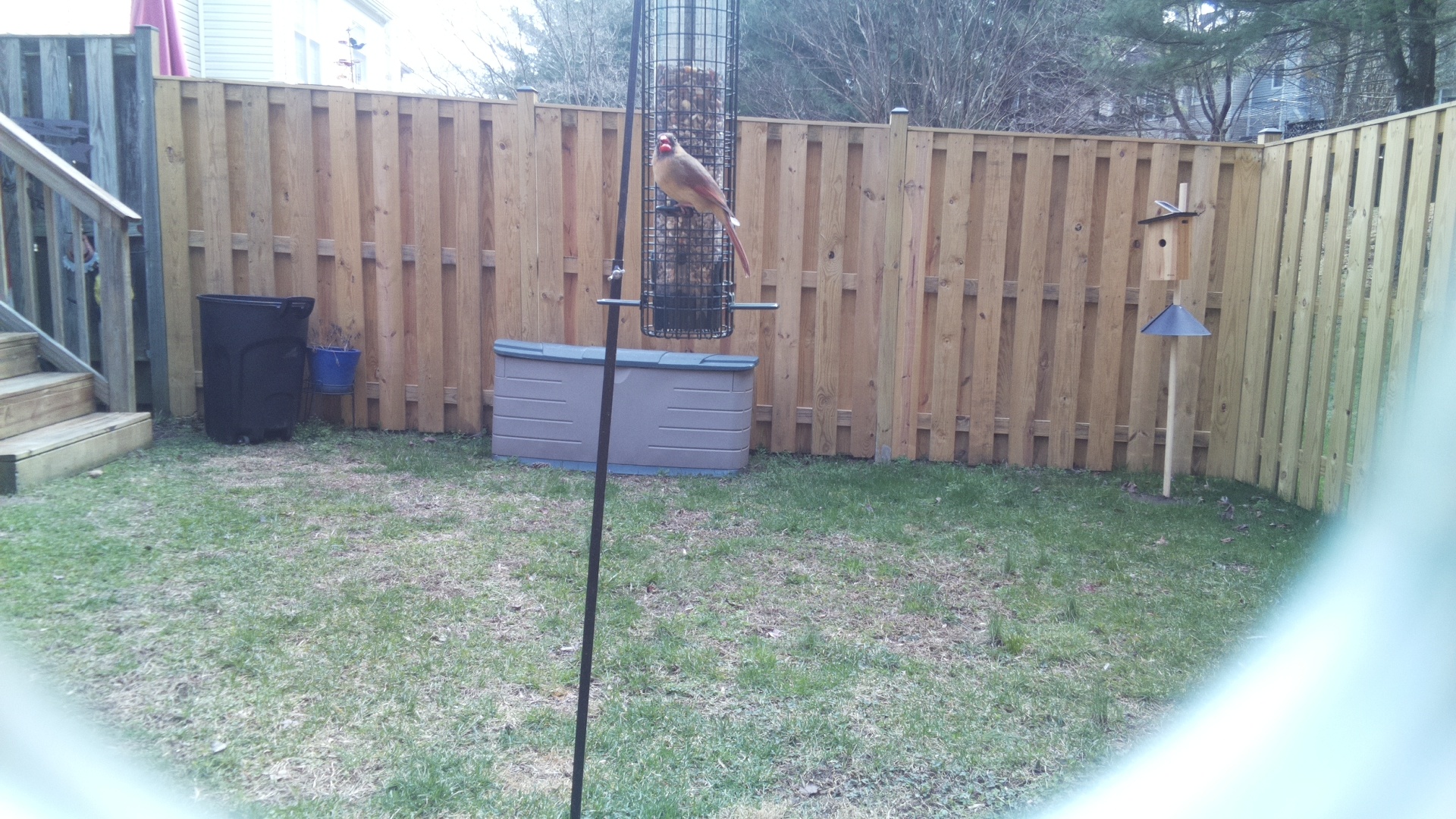 Scarlet Faced Liocichla