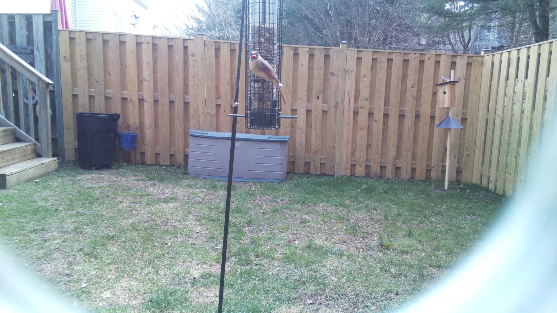 Scarlet Faced Liocichla