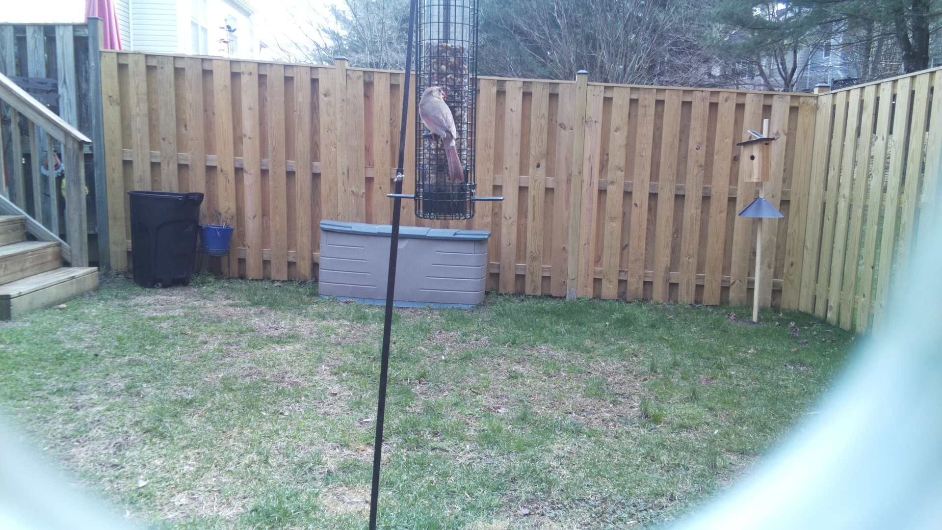 Rose Breasted Cockatoo