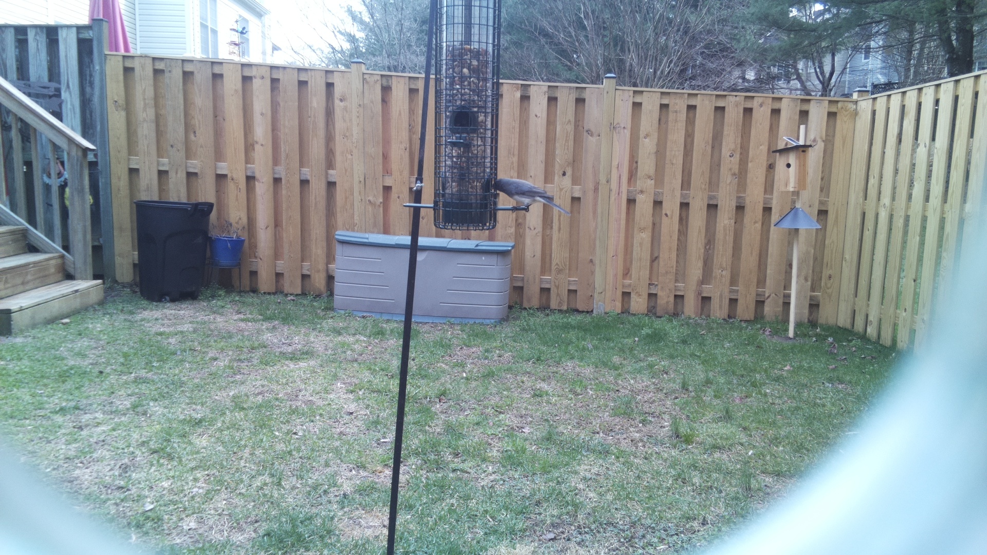 Blue Gray Gnatcatcher