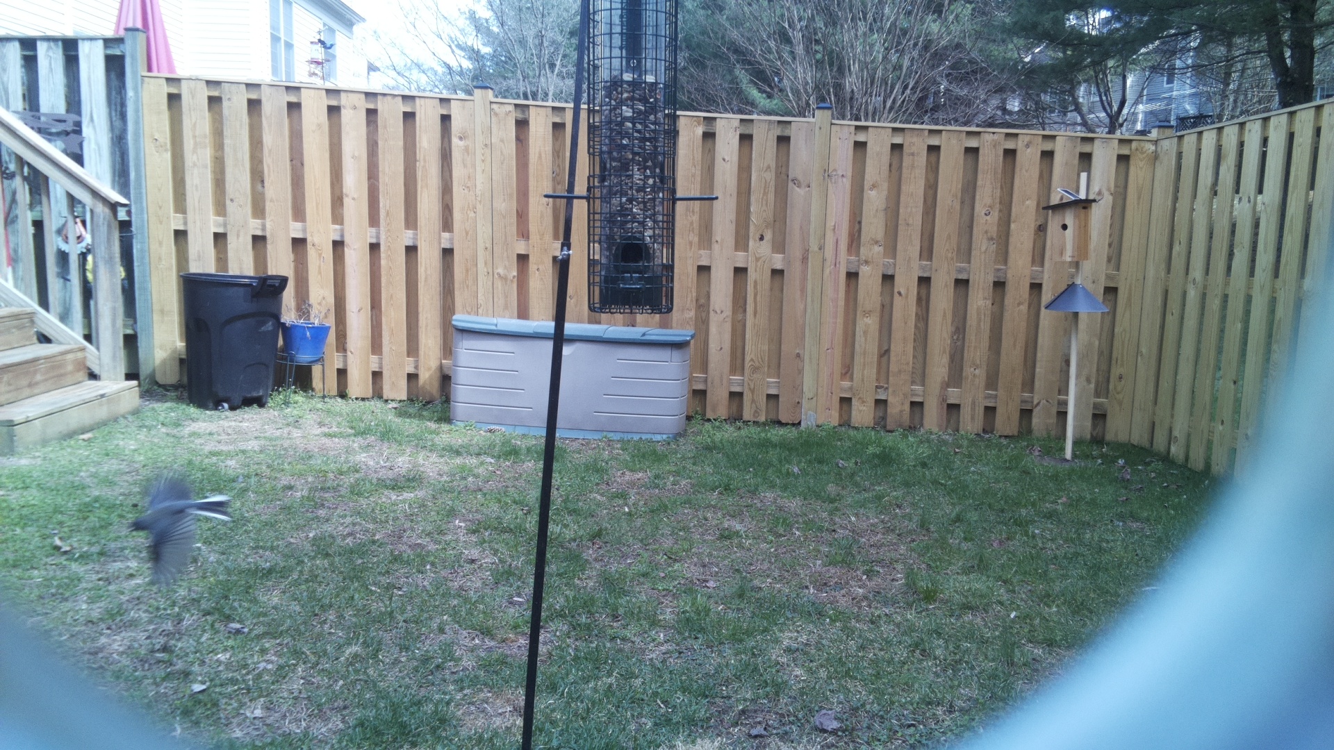 Victoria Crowned Pigeon