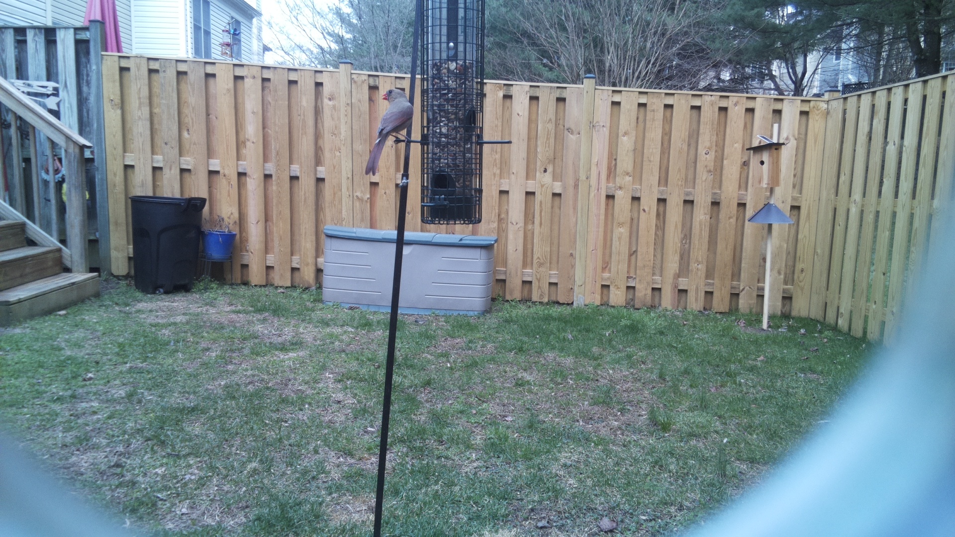 Rose Breasted Cockatoo