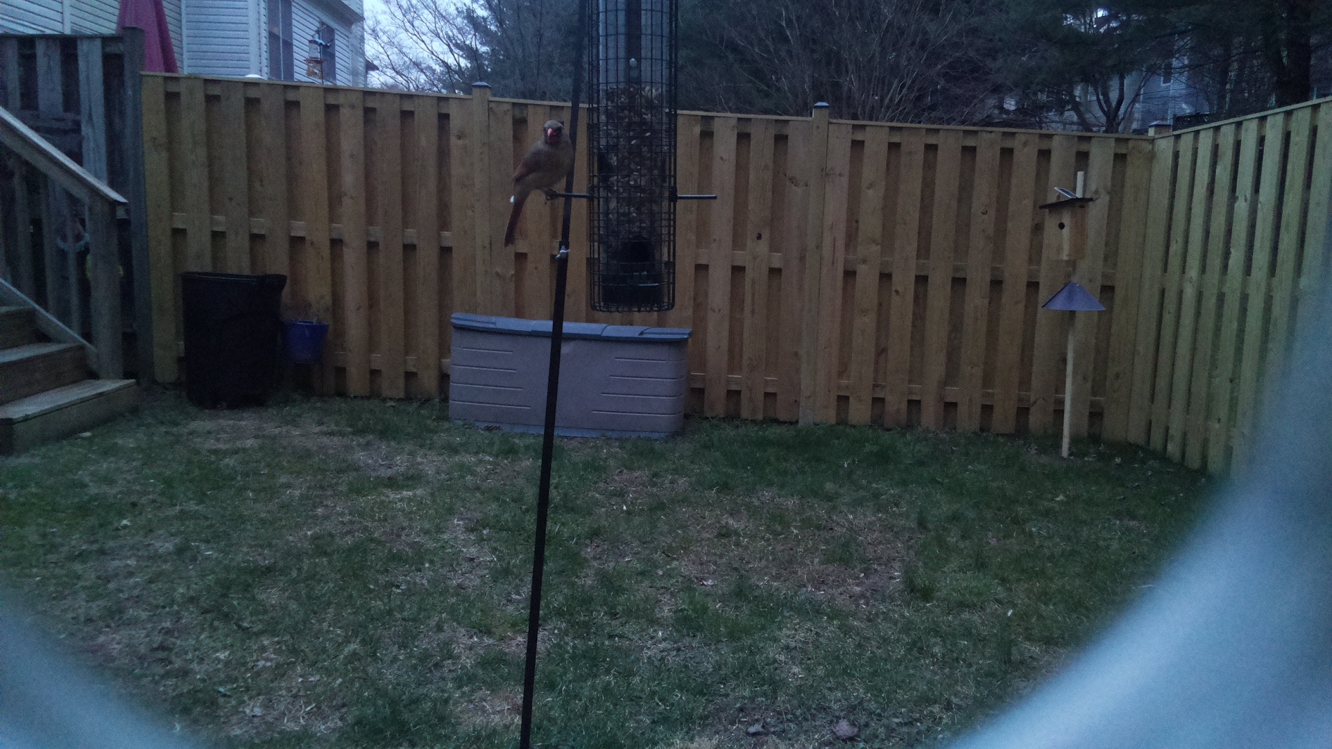 Grey Headed Chachalaca