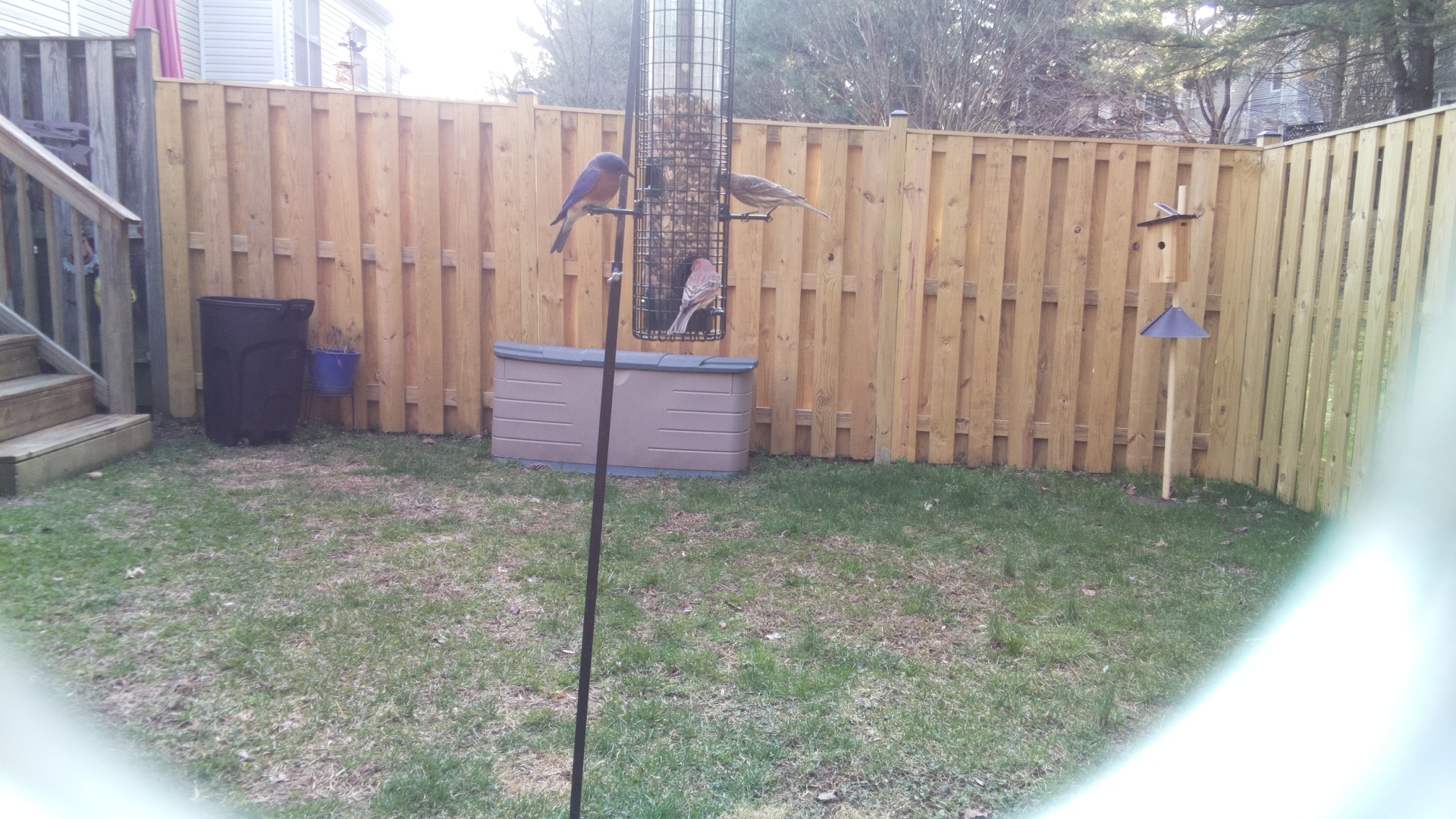 Rose Breasted Cockatoo