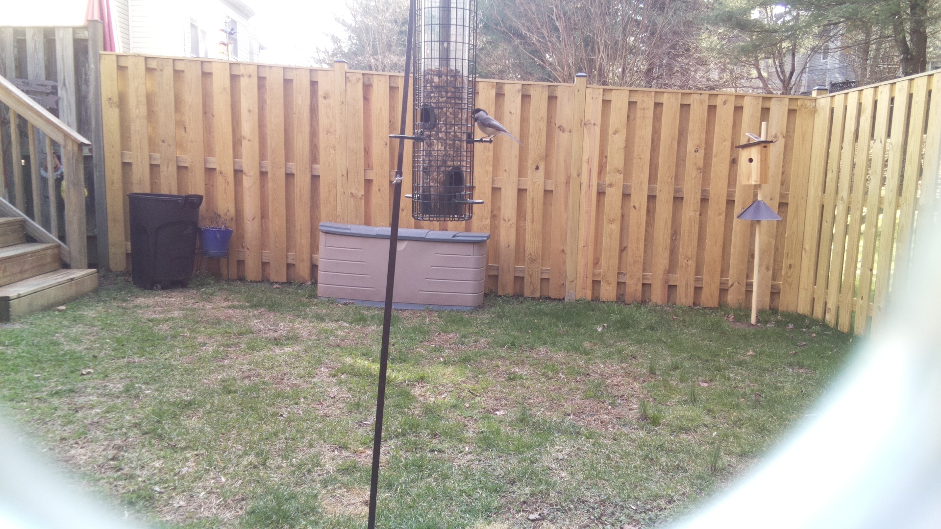 Black-Capped Chickadee