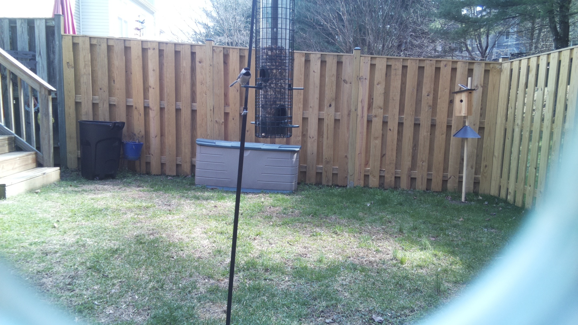 Black Breasted Puffbird