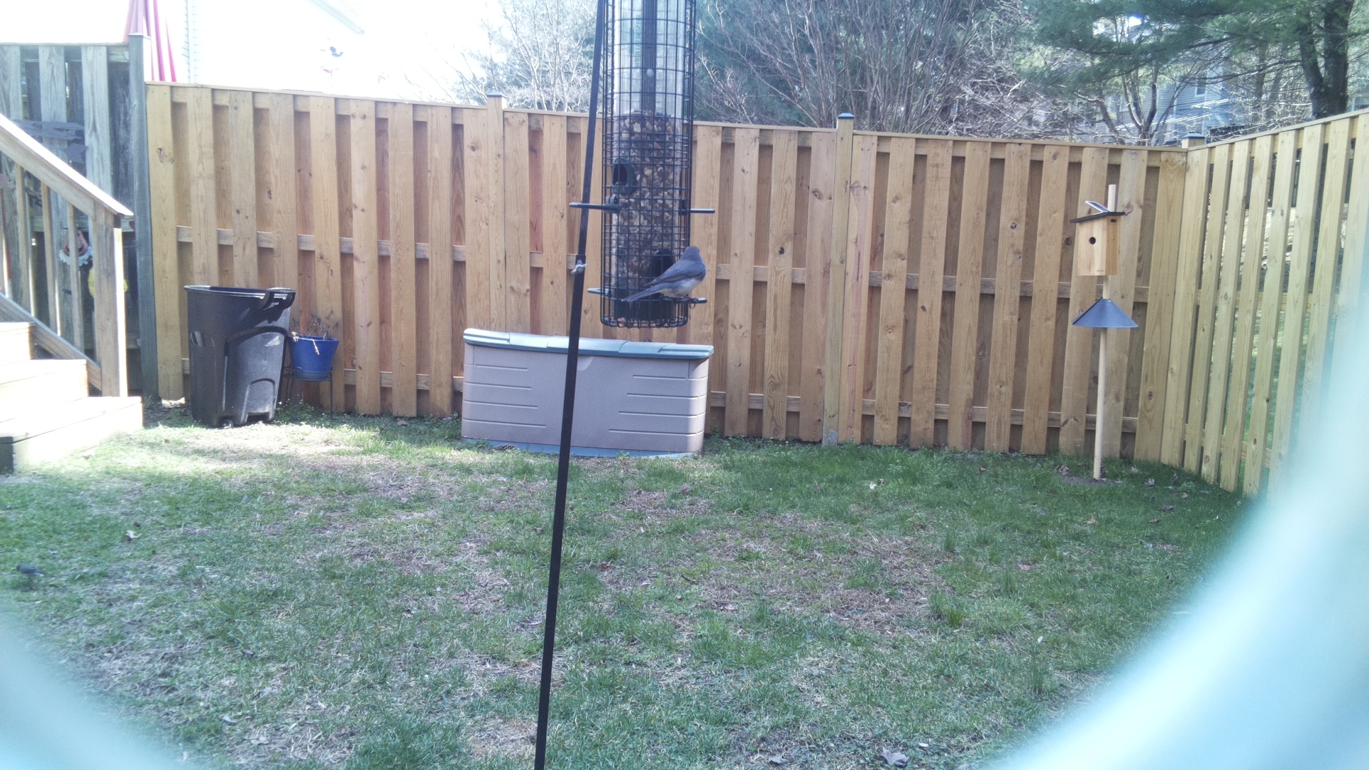 Blue Gray Gnatcatcher