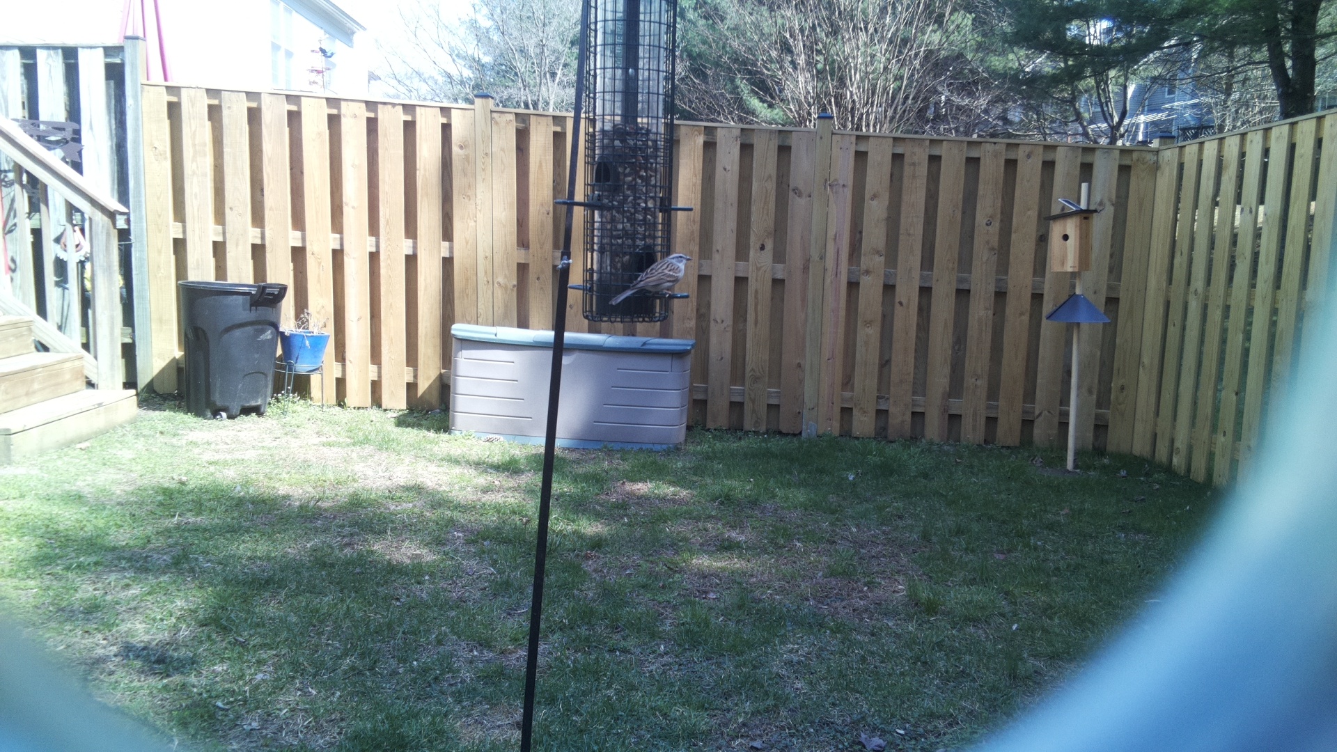 European Turtle Dove