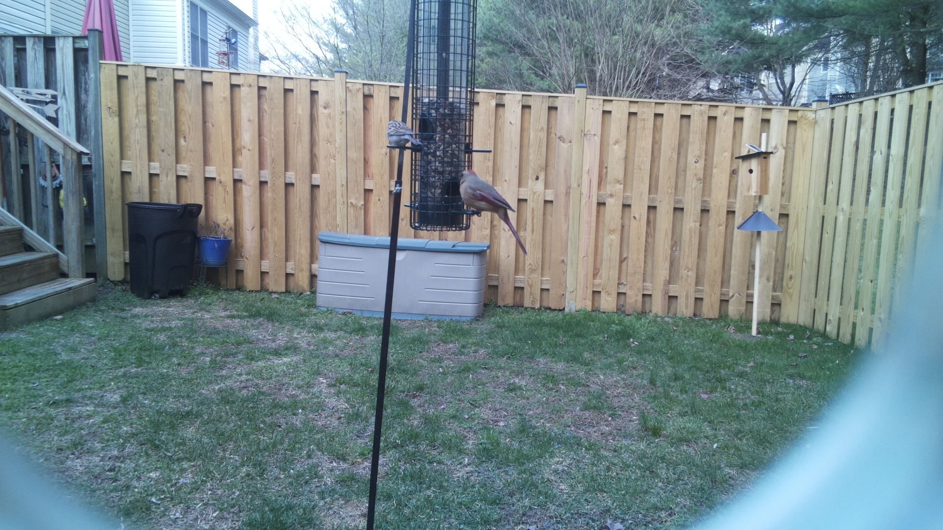 Rose Breasted Cockatoo