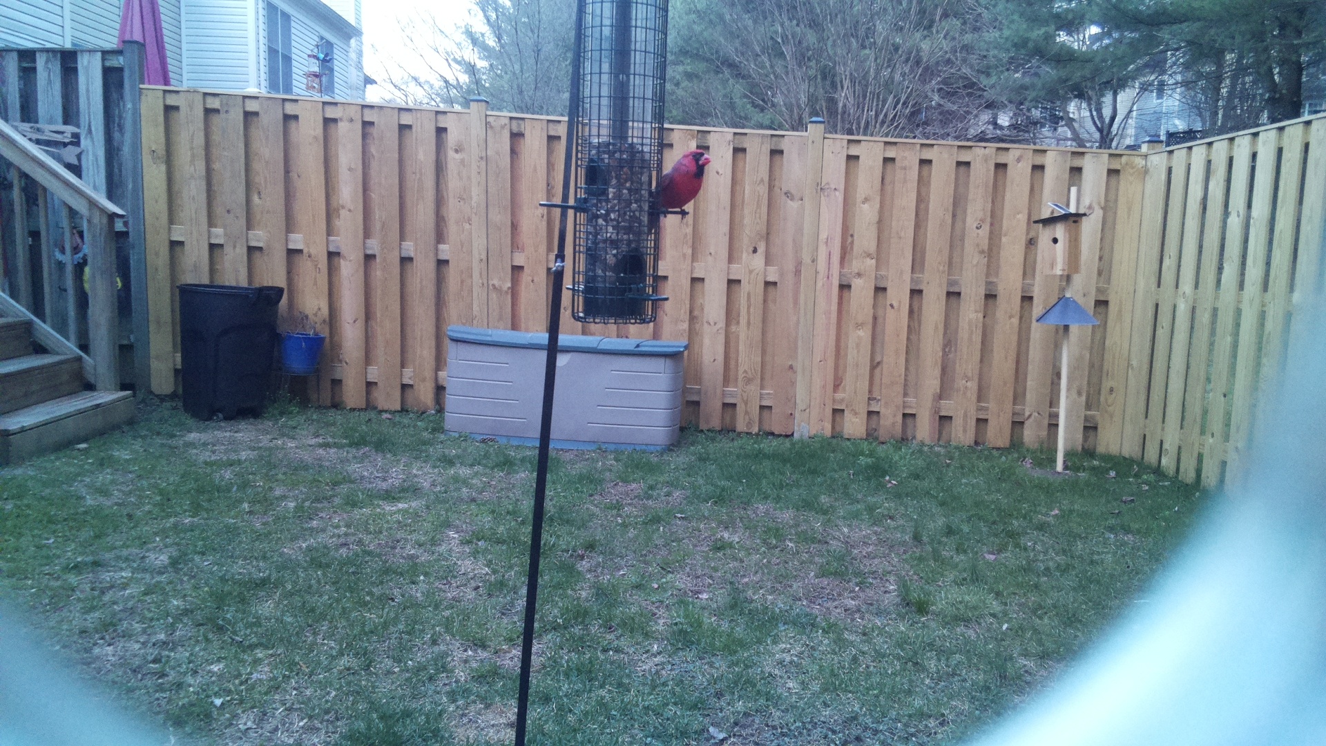Northern Cardinal