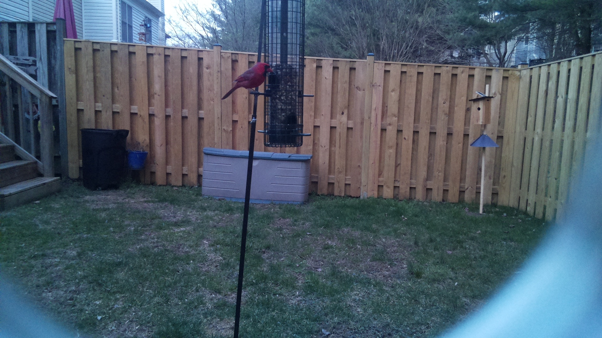 Northern Cardinal