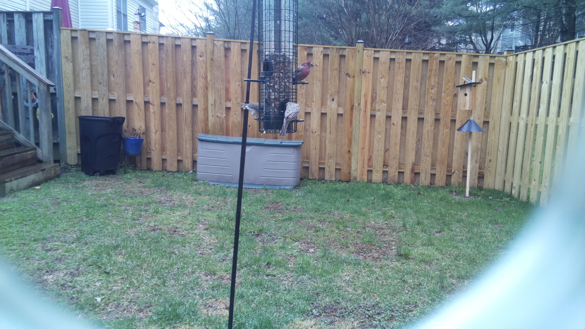 Rose Breasted Cockatoo