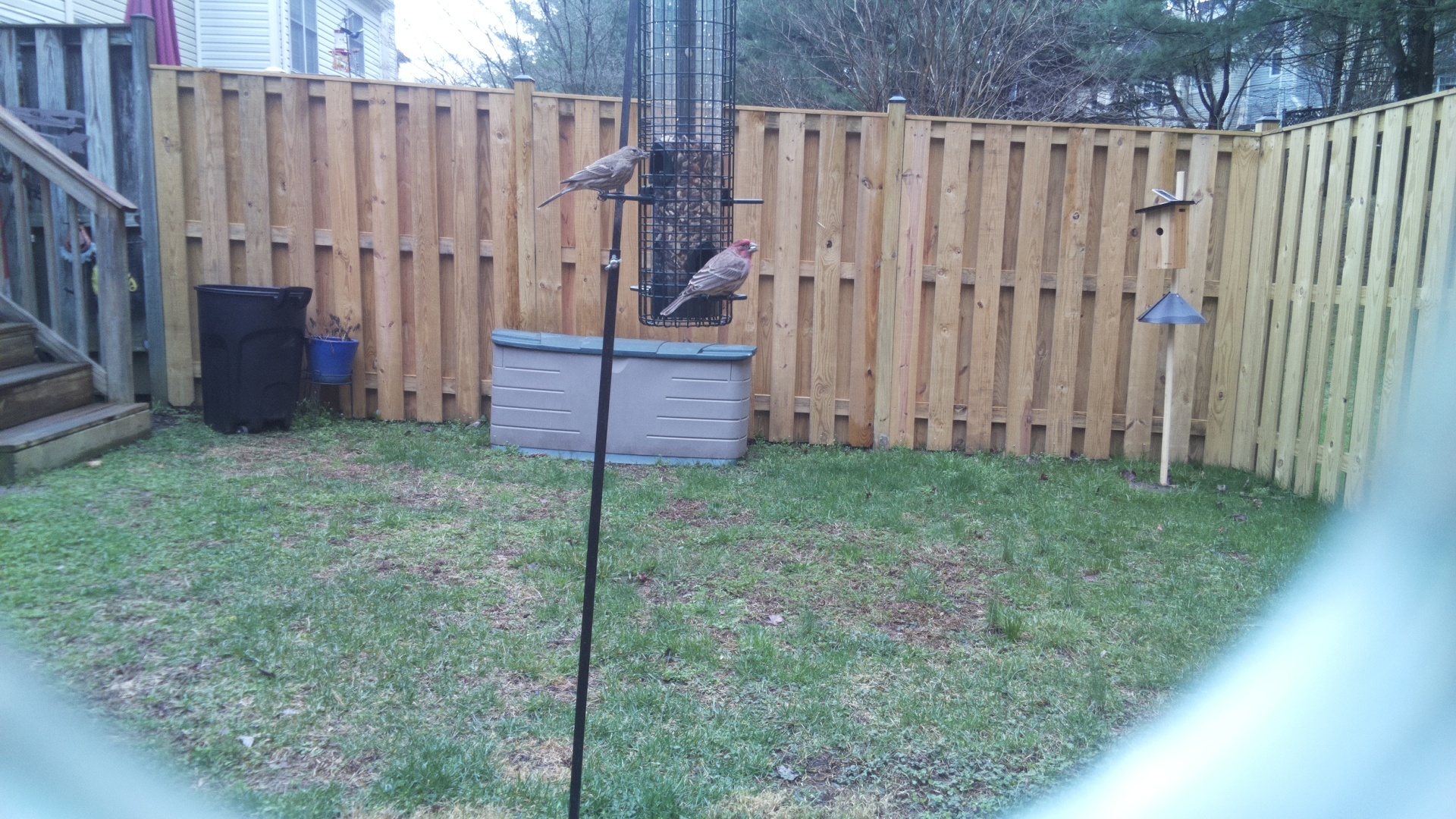 House Finch