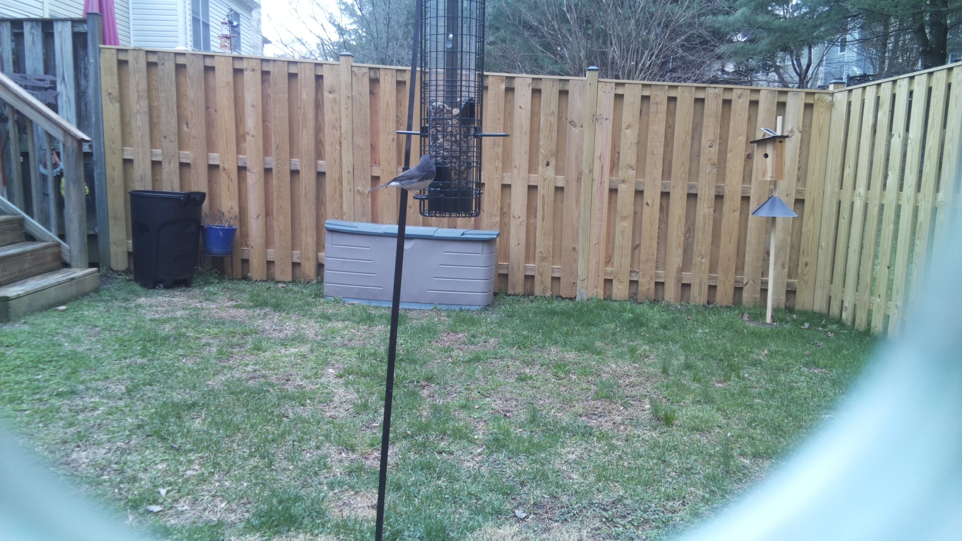 Blue Gray Gnatcatcher