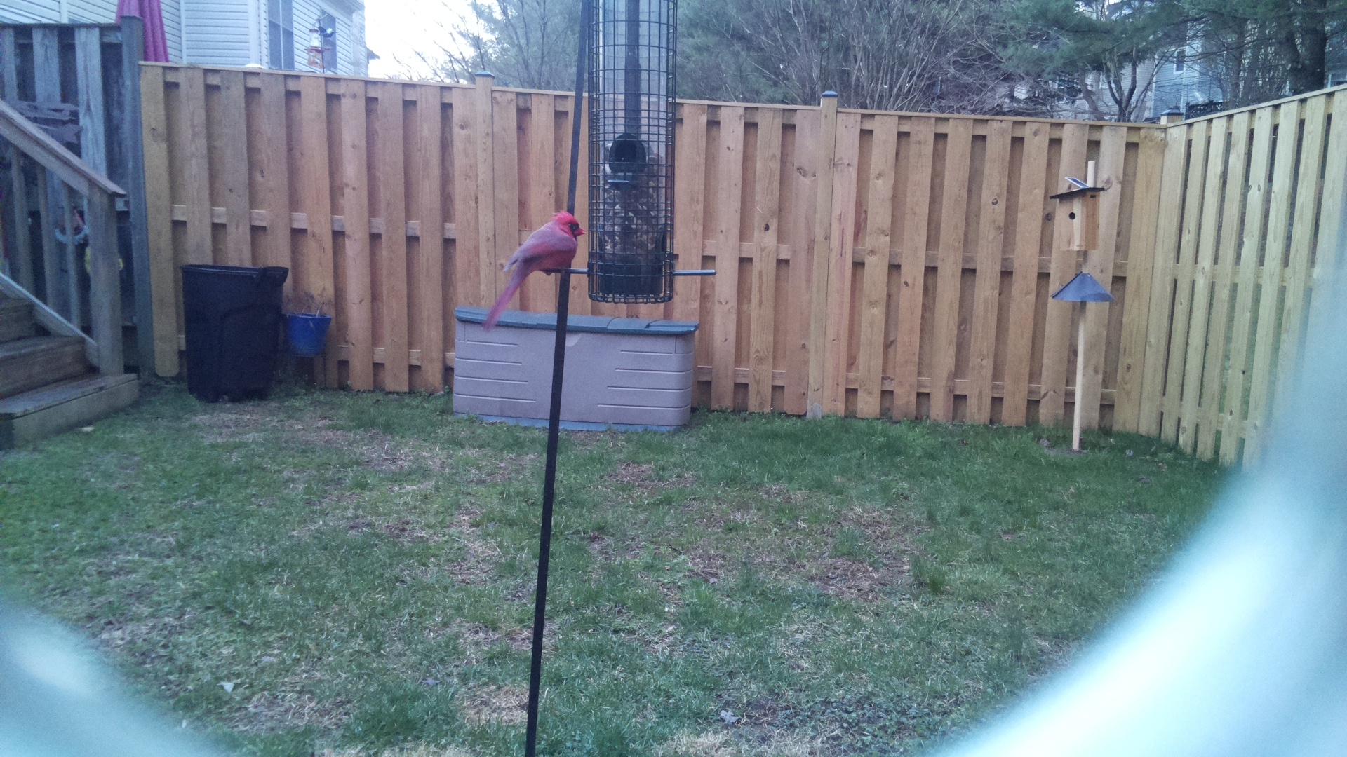 Northern Cardinal