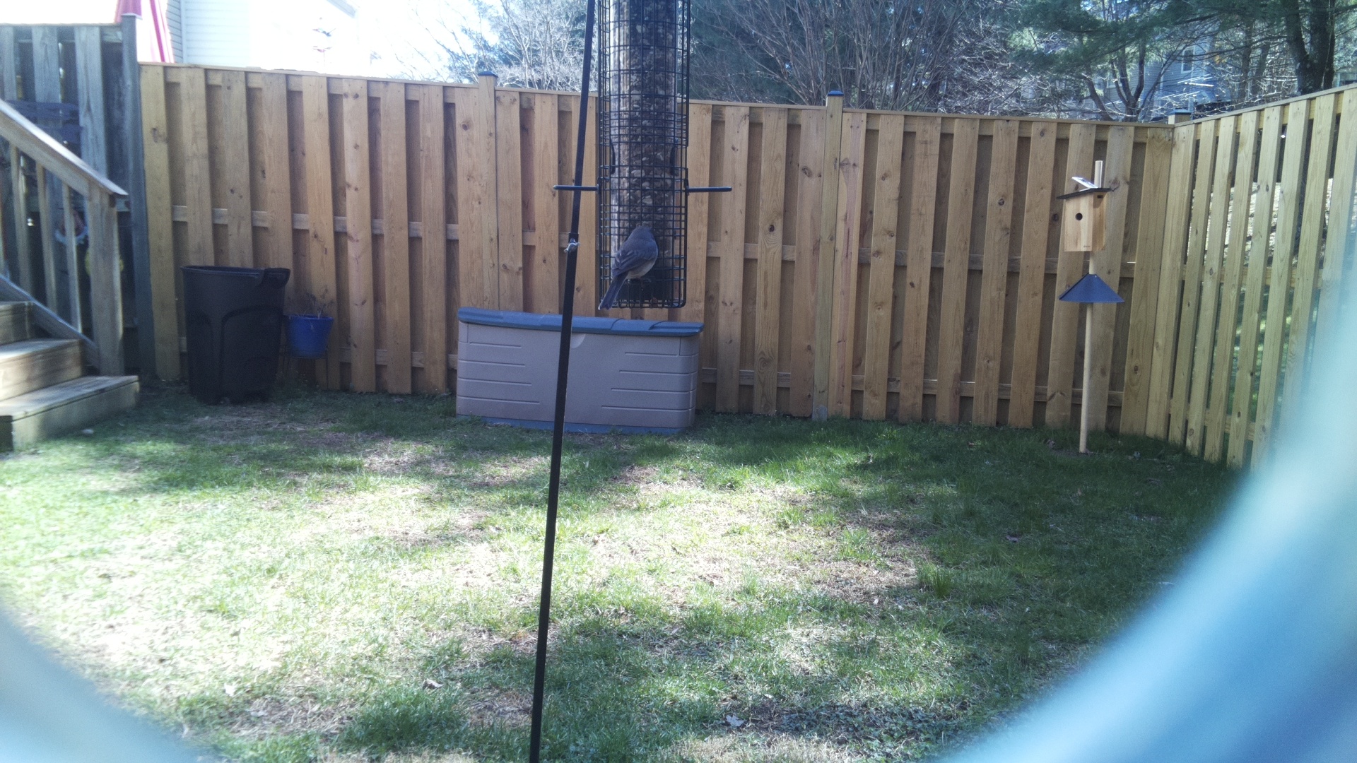 Blue Gray Gnatcatcher