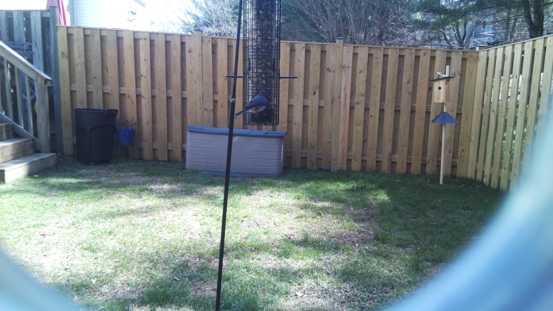 Blue Gray Gnatcatcher