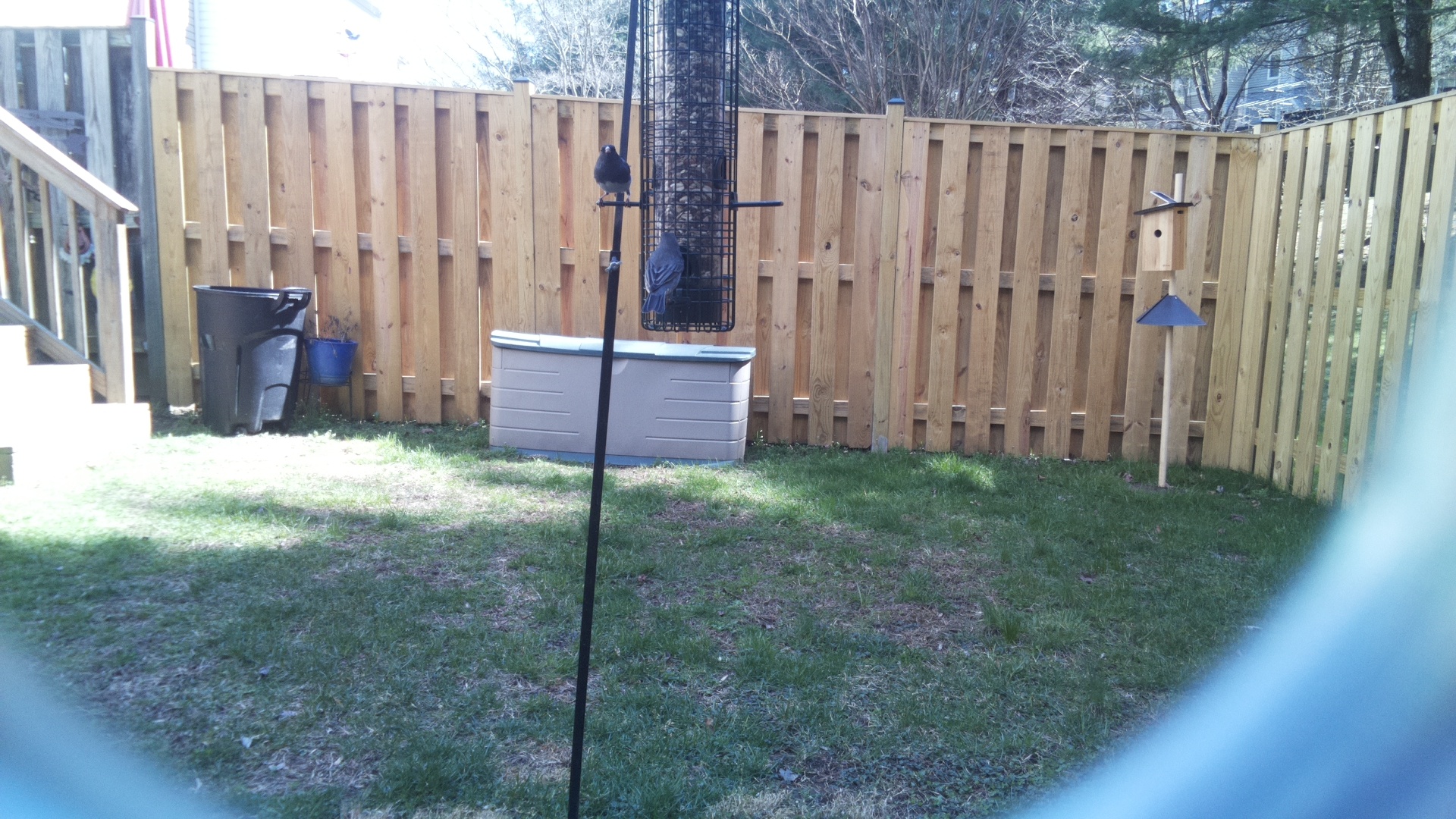 Vulturine Guineafowl