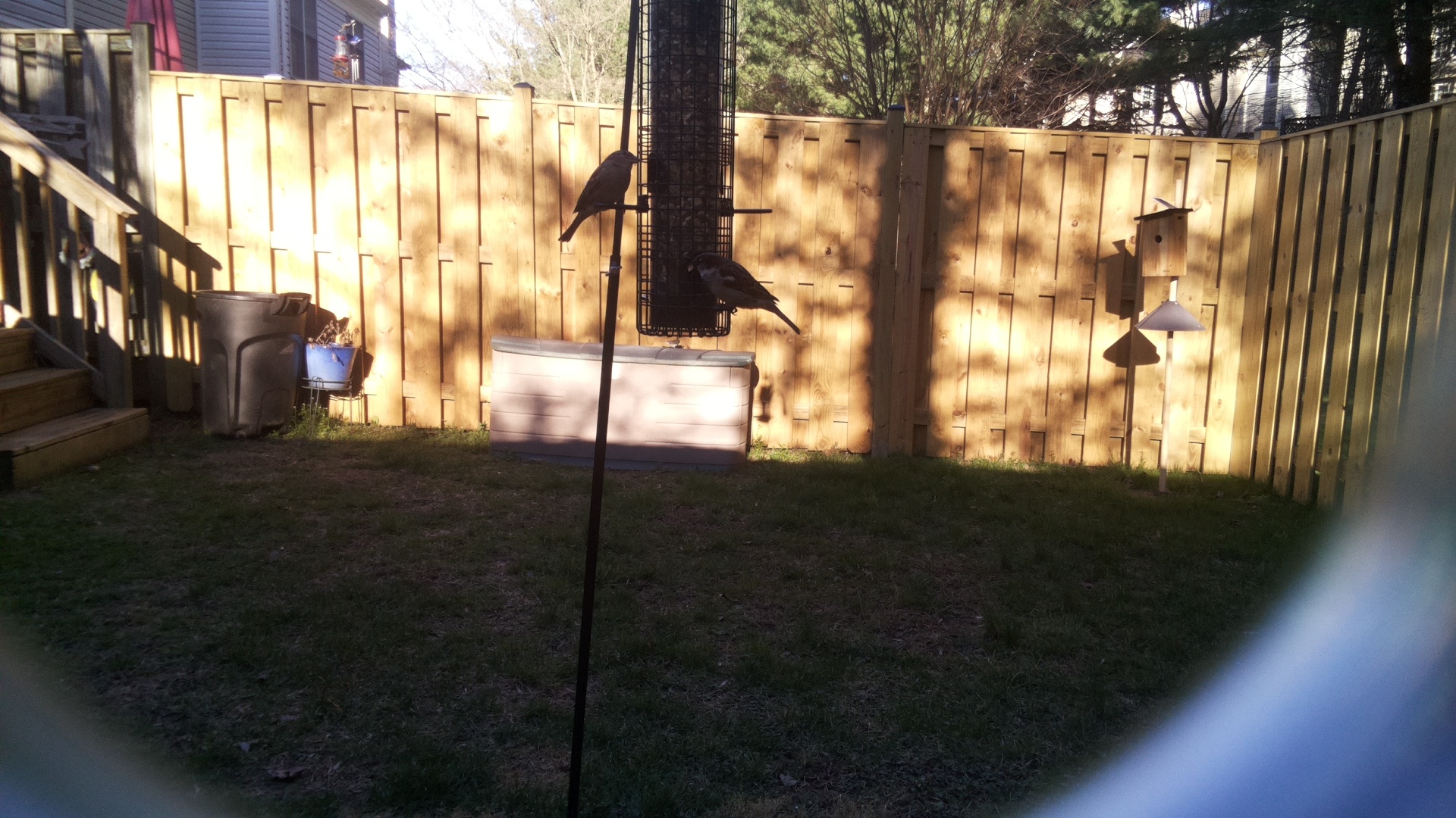African Oyster Catcher